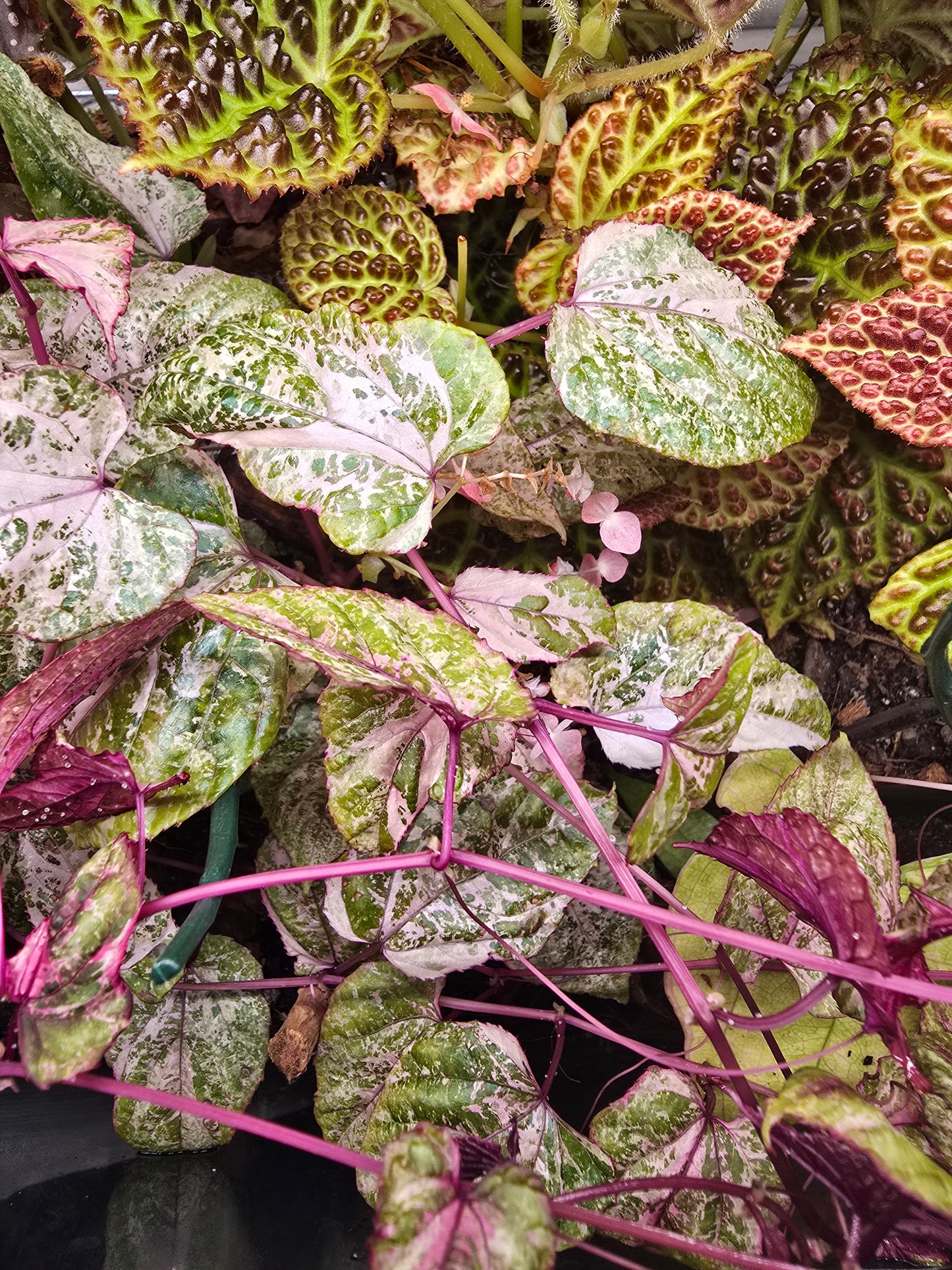 Cissus Discolor Variegated