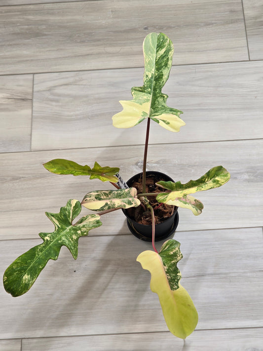 Philodendron Florida Beauty X Mayoi Variegated #62