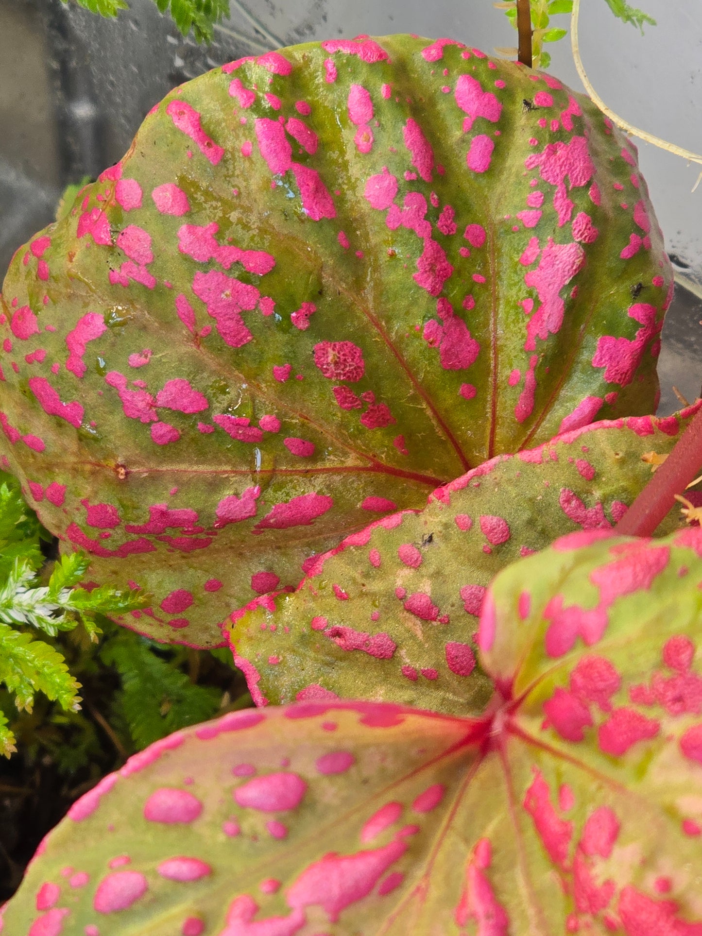 Begonia Roseopunctata