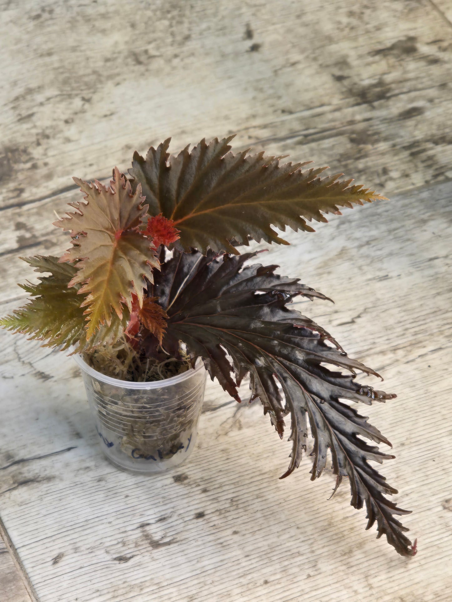 Begonia Miri SP
