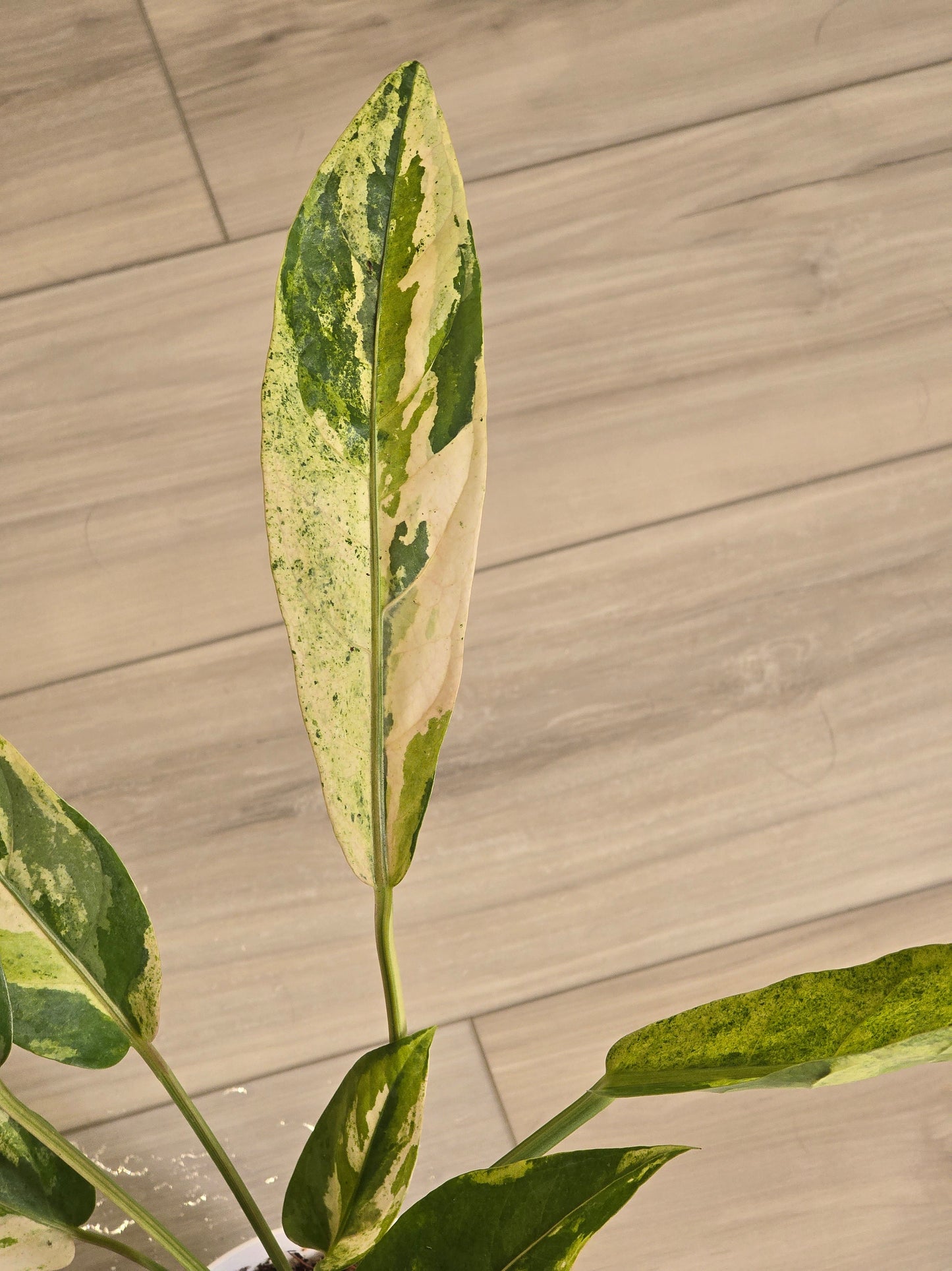 Anthurium Hookeri Variegated/Red Blood #201