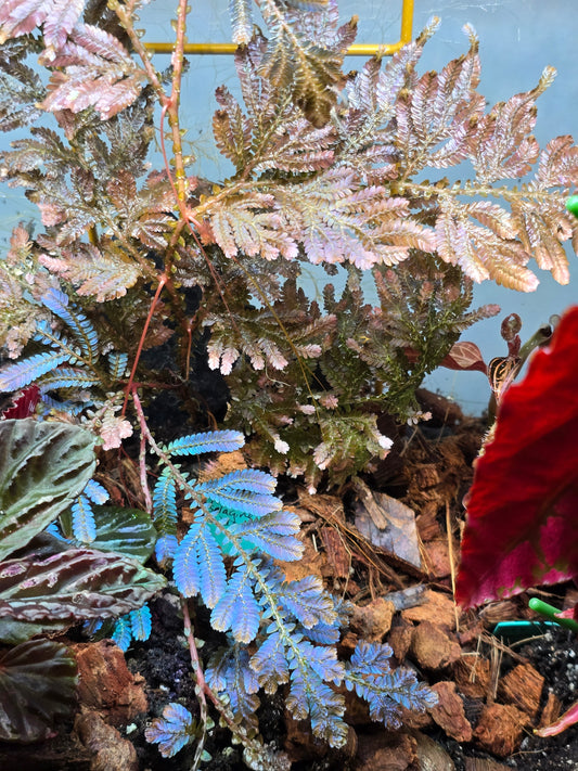 Selaginella Wildenowii