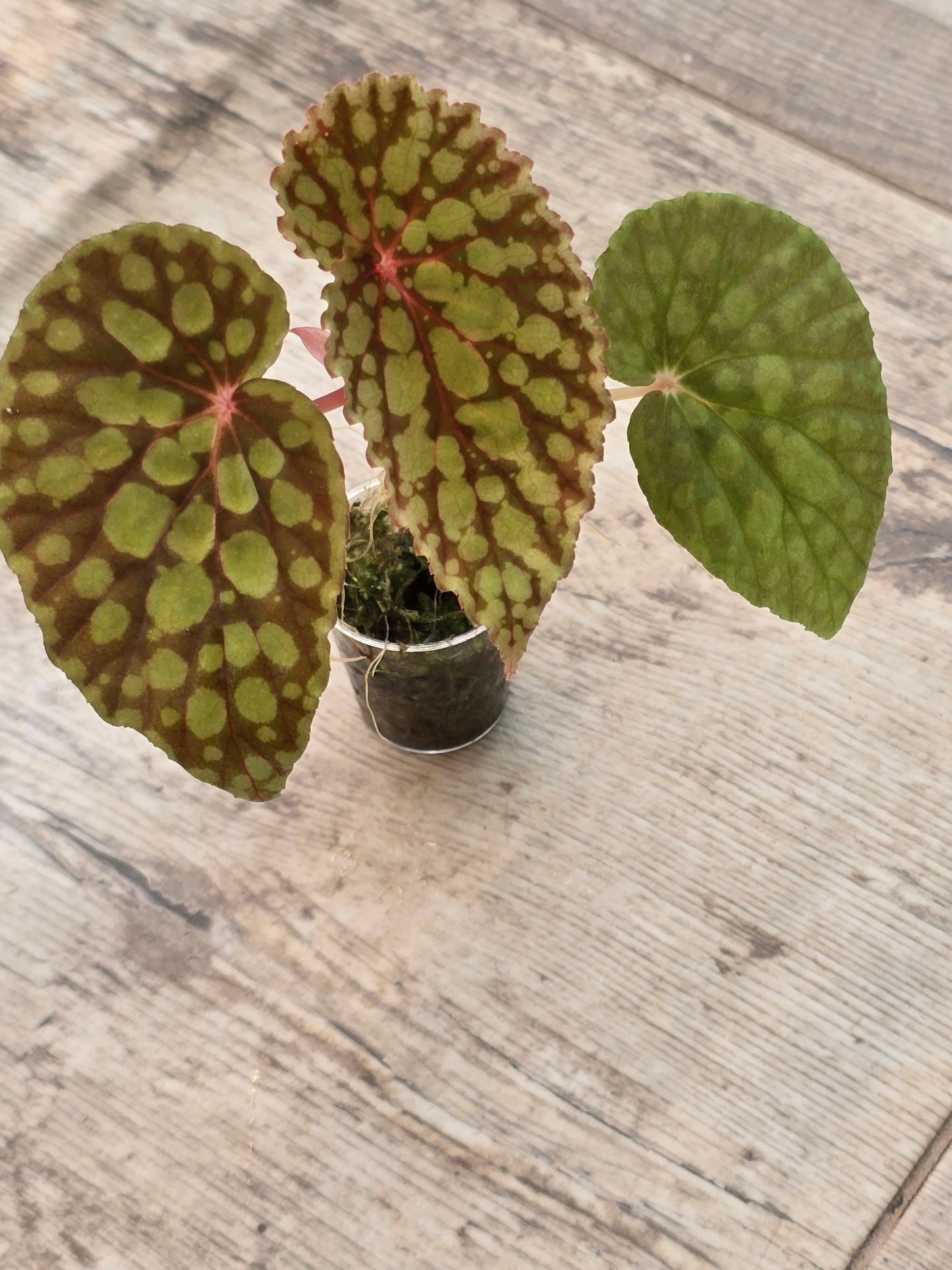 Begonia Chlorosticta Red Form