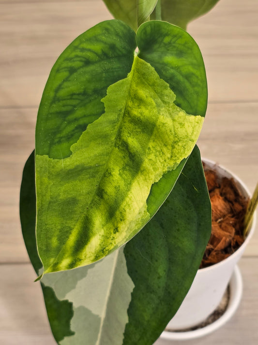 Syngonium Chiapense Variegated #15