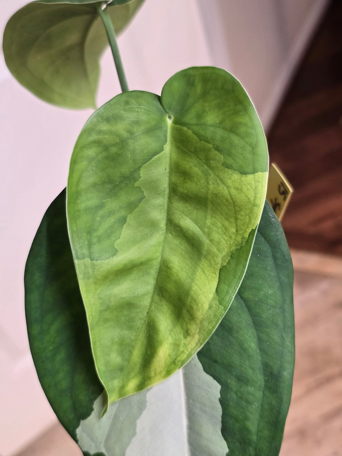 Syngonium Chiapense Variegated #15