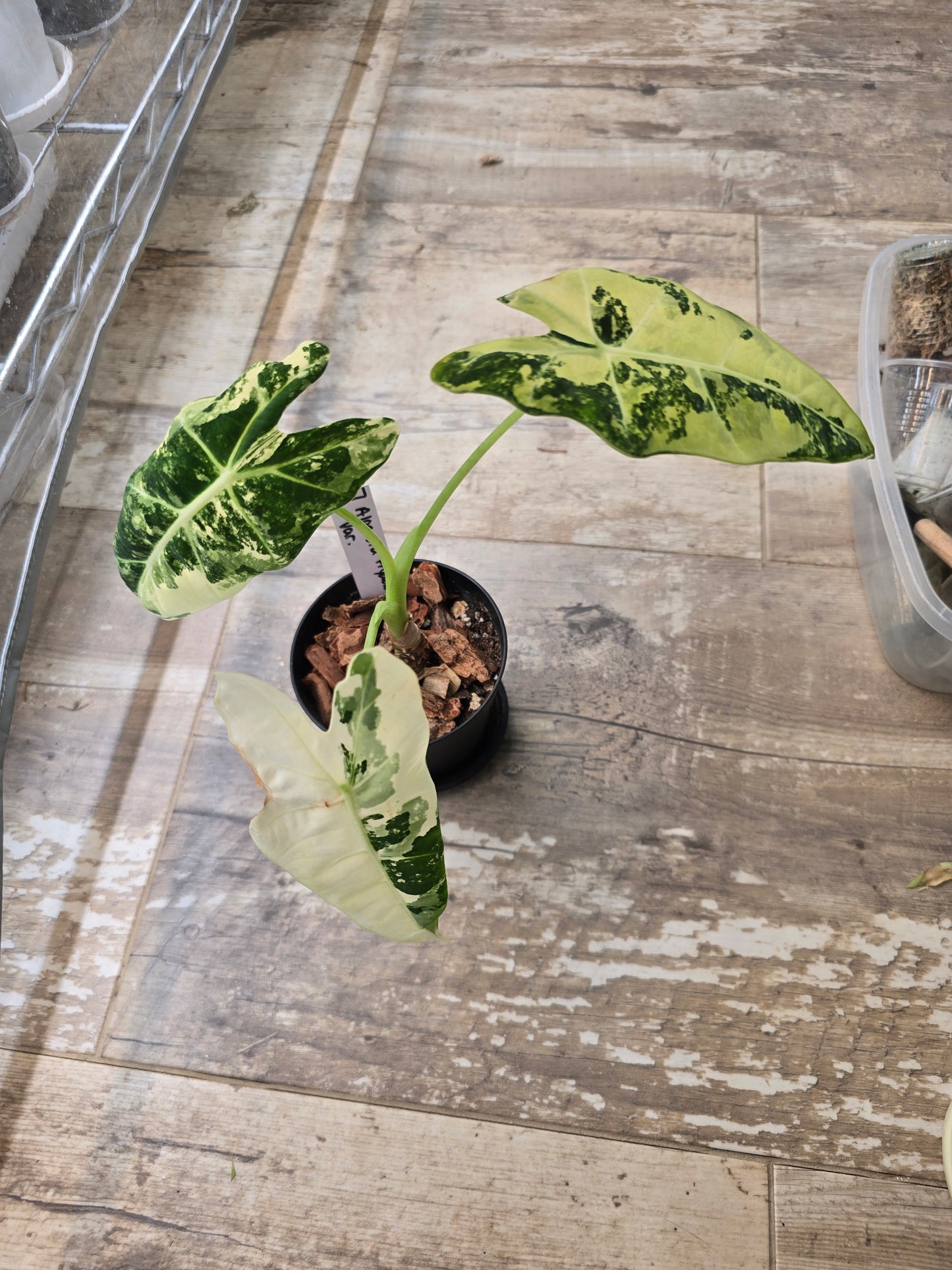 Alocasia Frydek Variegated #7