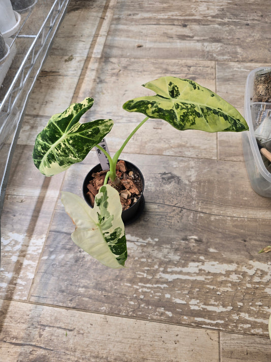 Alocasia Frydek Variegated #7