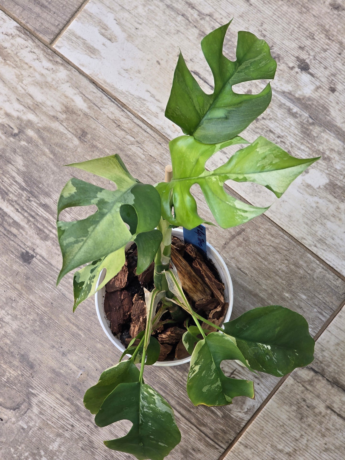 Rhaphidophora Tetrasperma Albo #68
