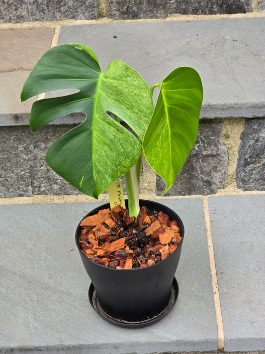 Monstera Mint NOID #530