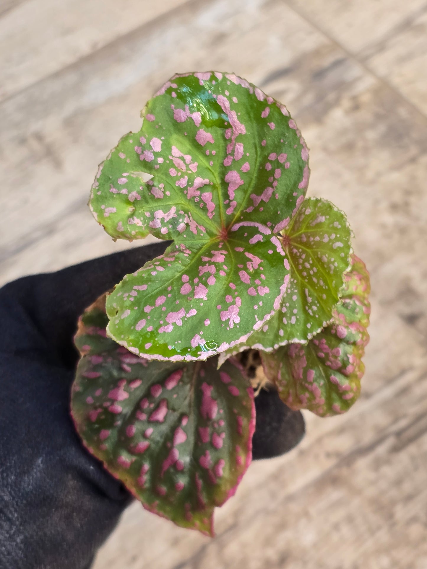 Begonia Roseopunctata