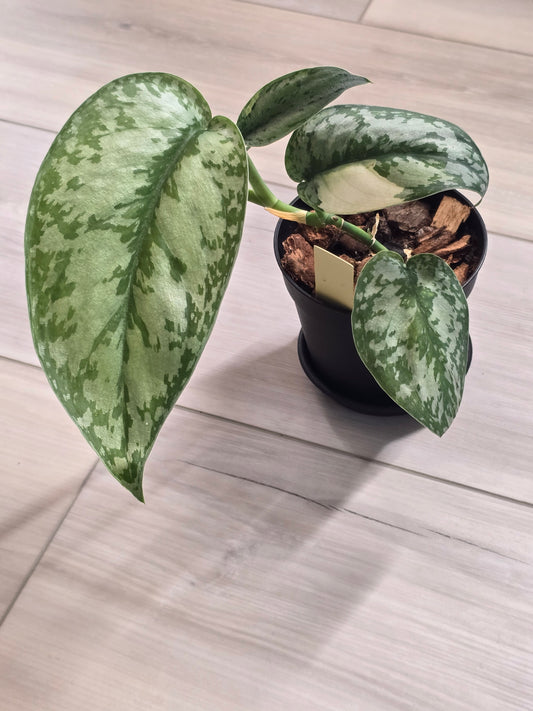 Scindapsus Lakambini #549
