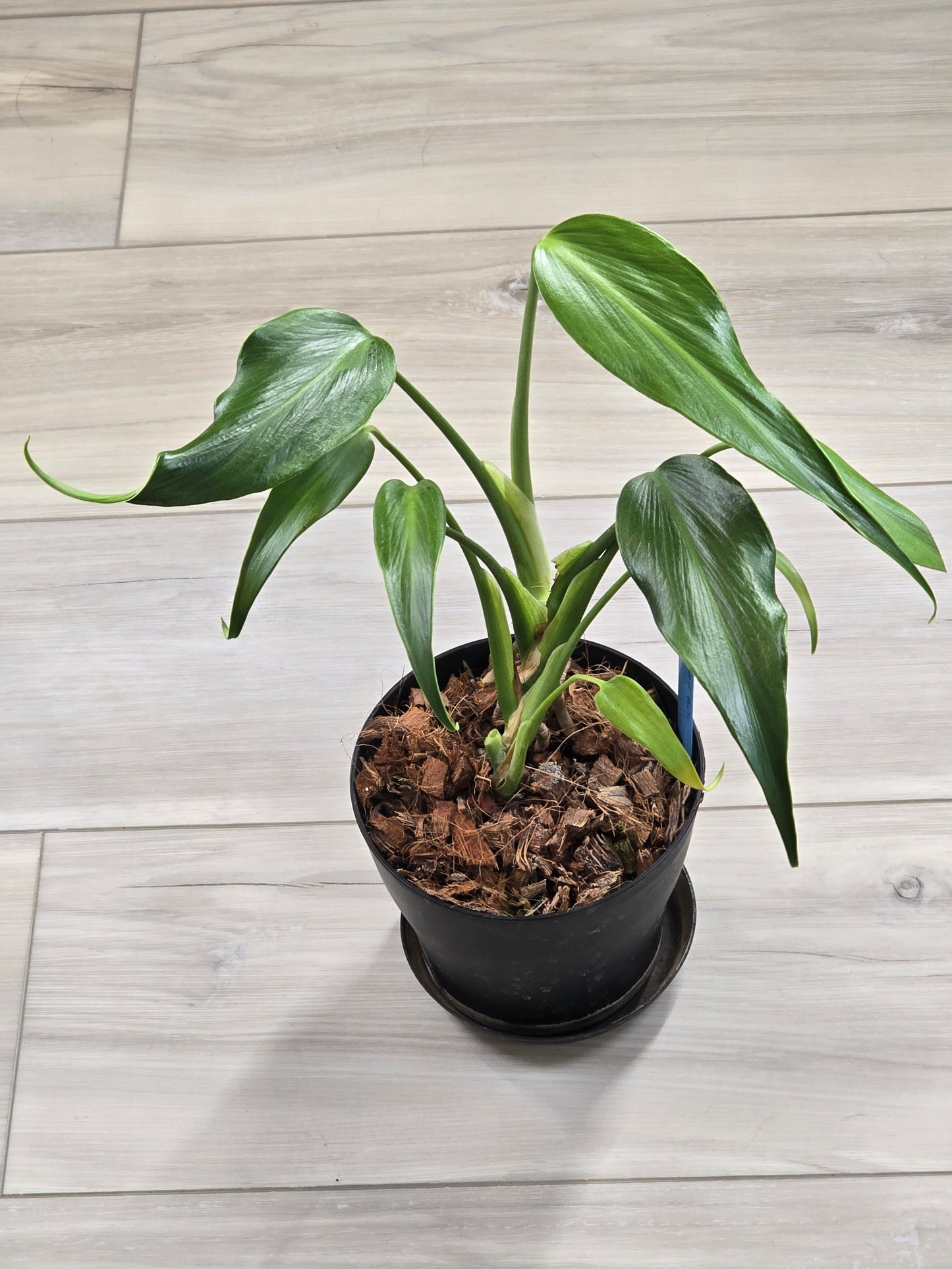 Monstera Burle Marx Flame #404