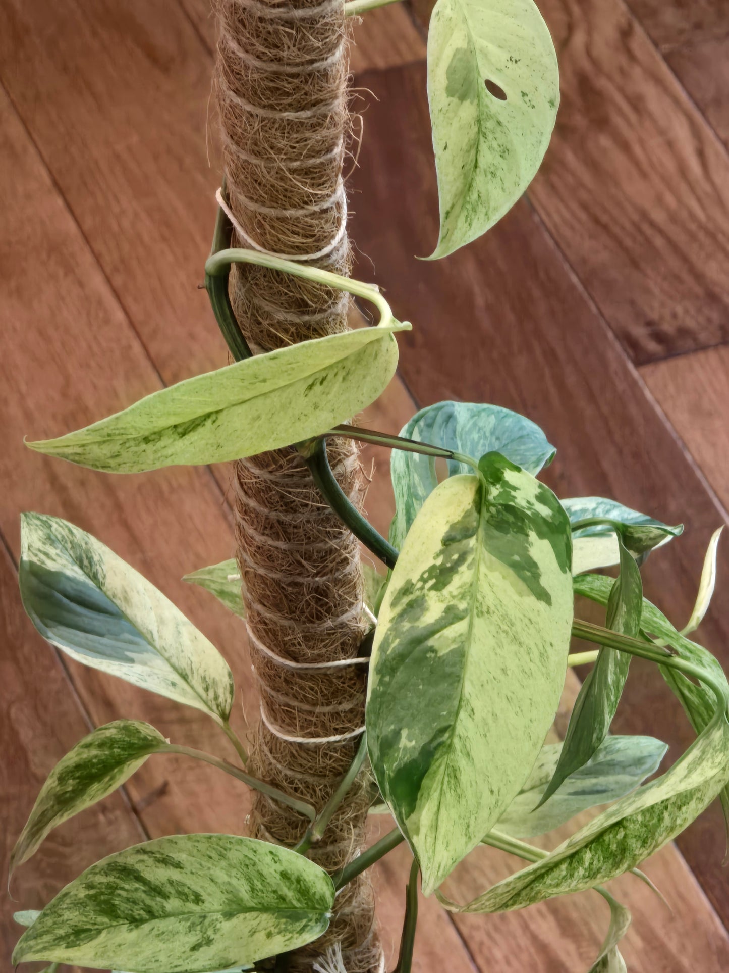 Monstera Laniata Mint (Growers Choice)