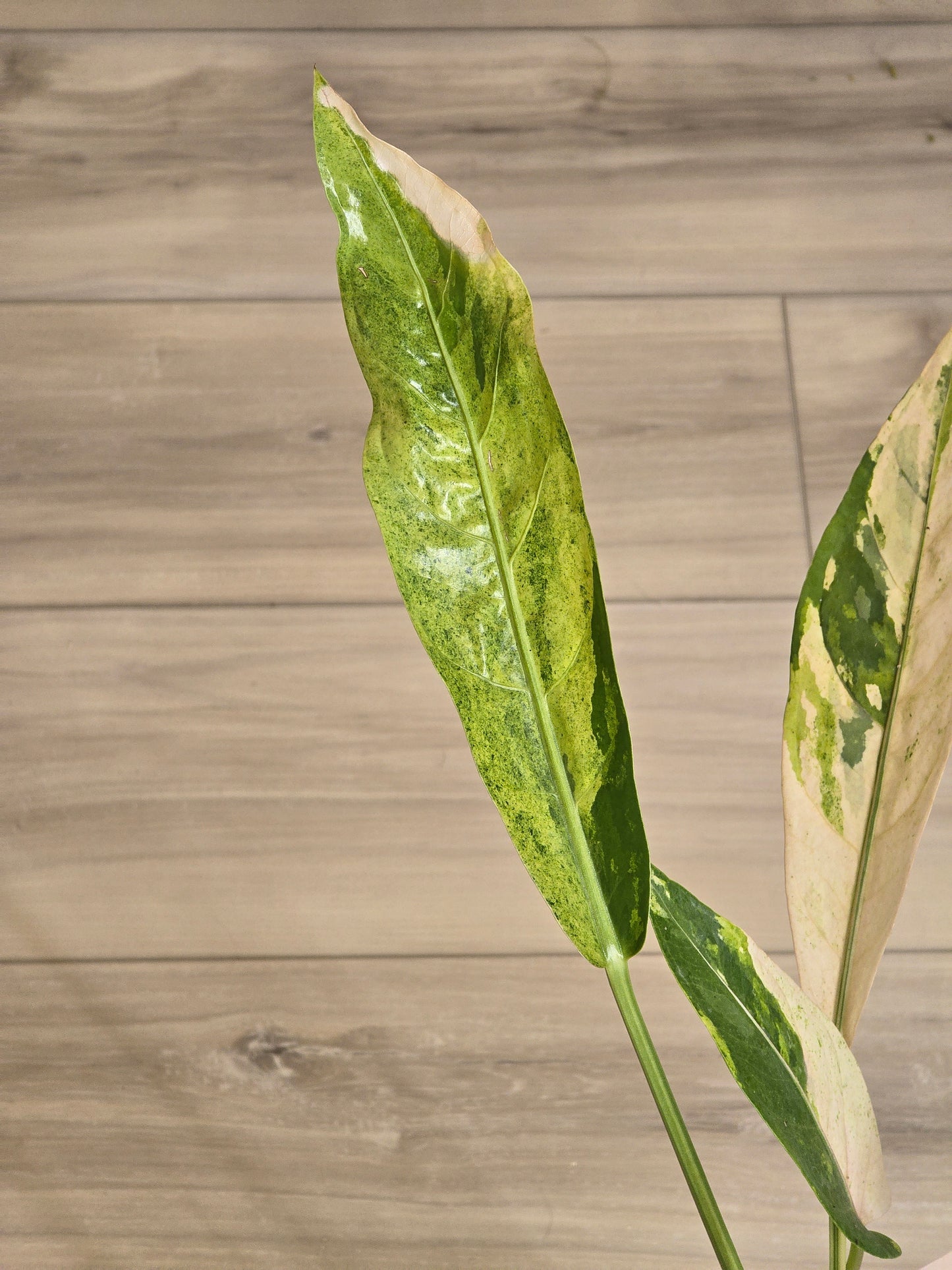 Anthurium Hookeri Variegated/Red Blood #201