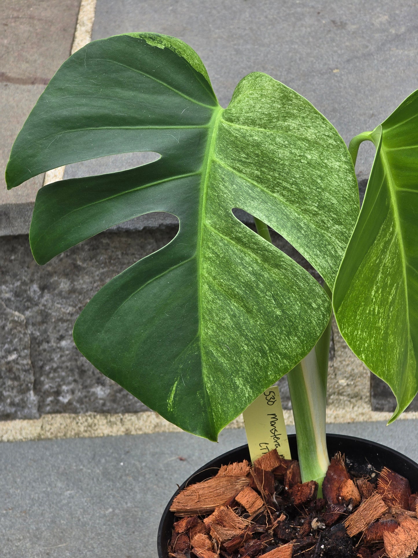 Monstera Mint NOID #530