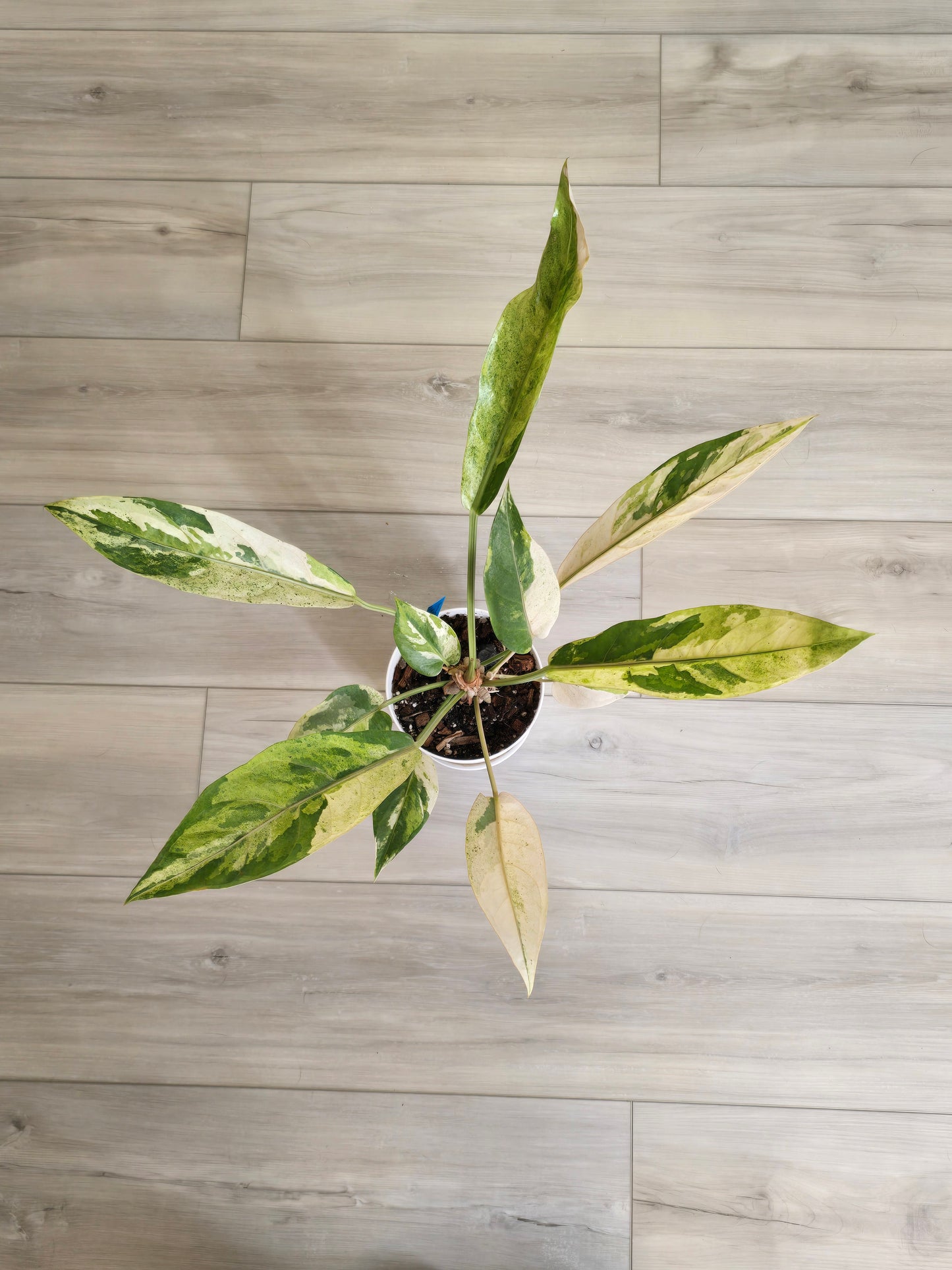 Anthurium Hookeri Variegated/Red Blood #201