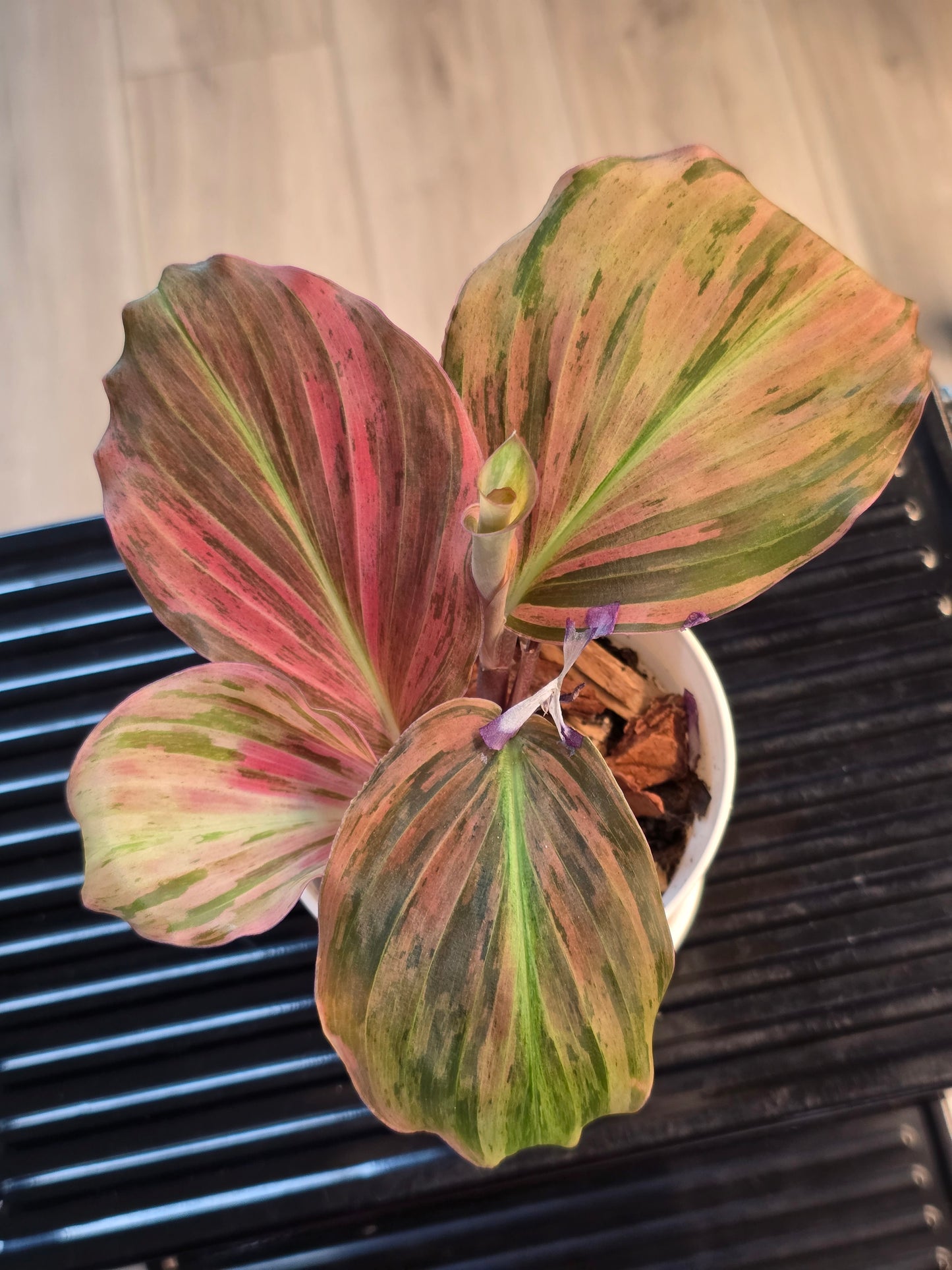 Kaempferia Variegated #66