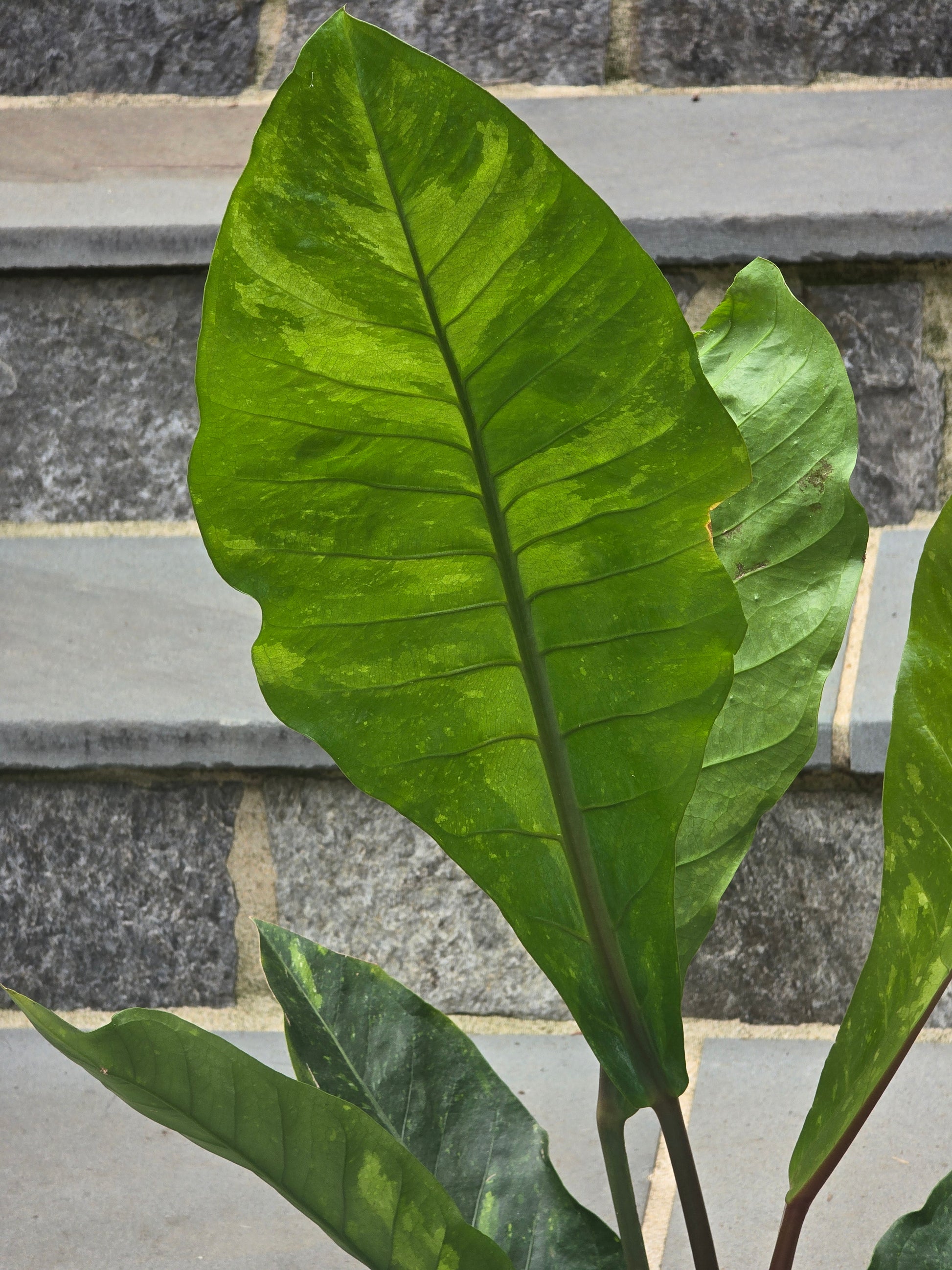 variegated anthurium foliage Anthurium Hookeri Variegated