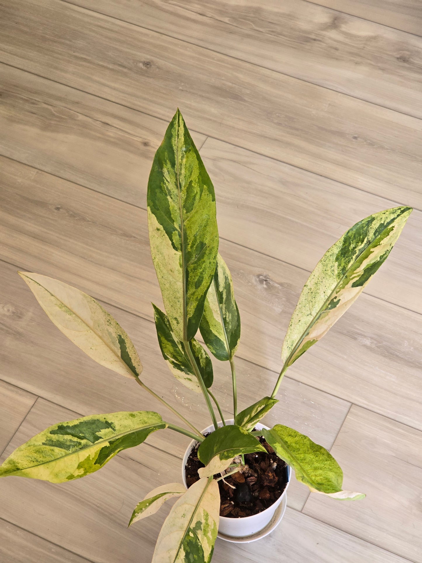 Anthurium Hookeri Variegated/Red Blood #201