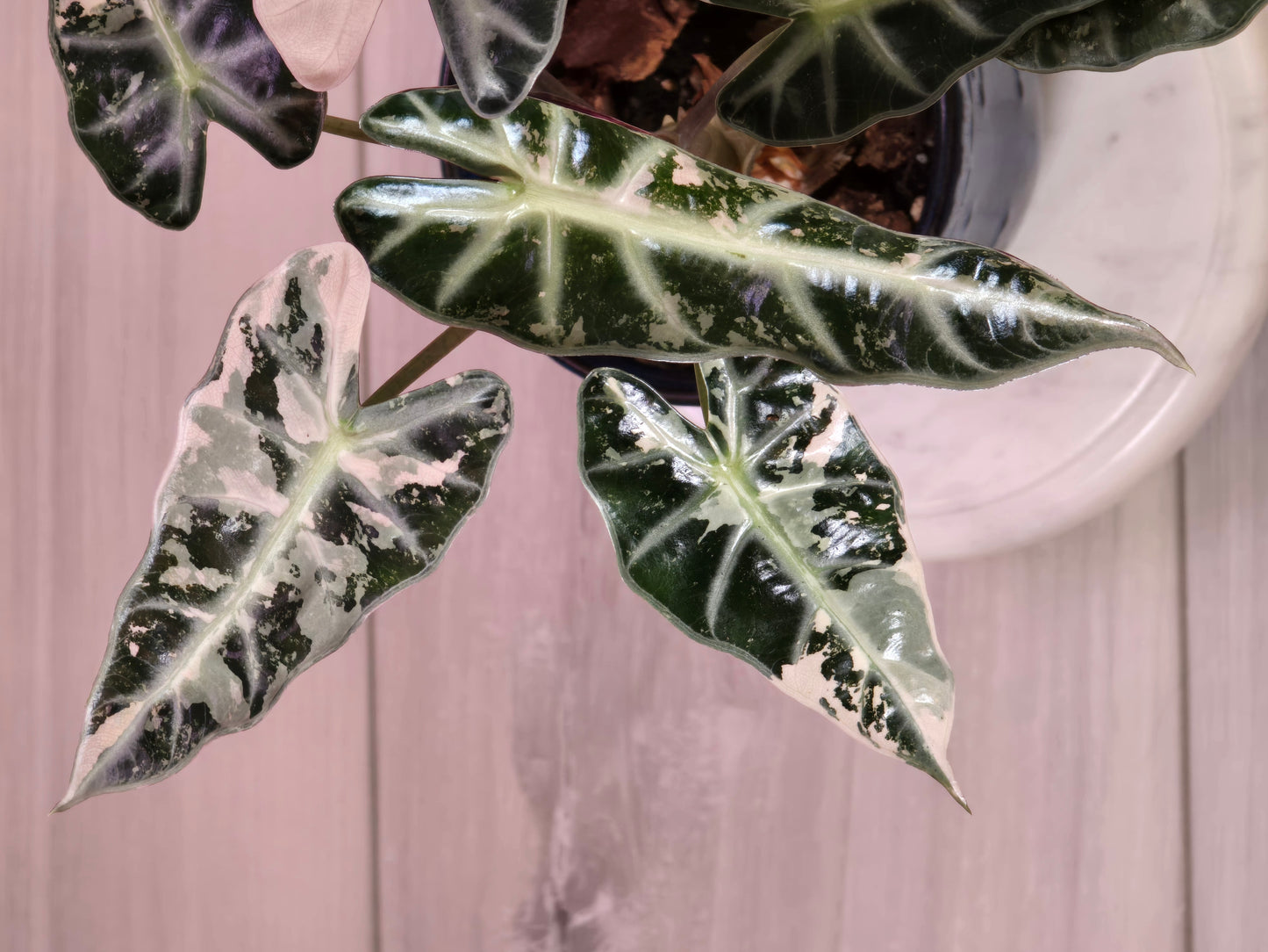 Alocasia Pink Bambino