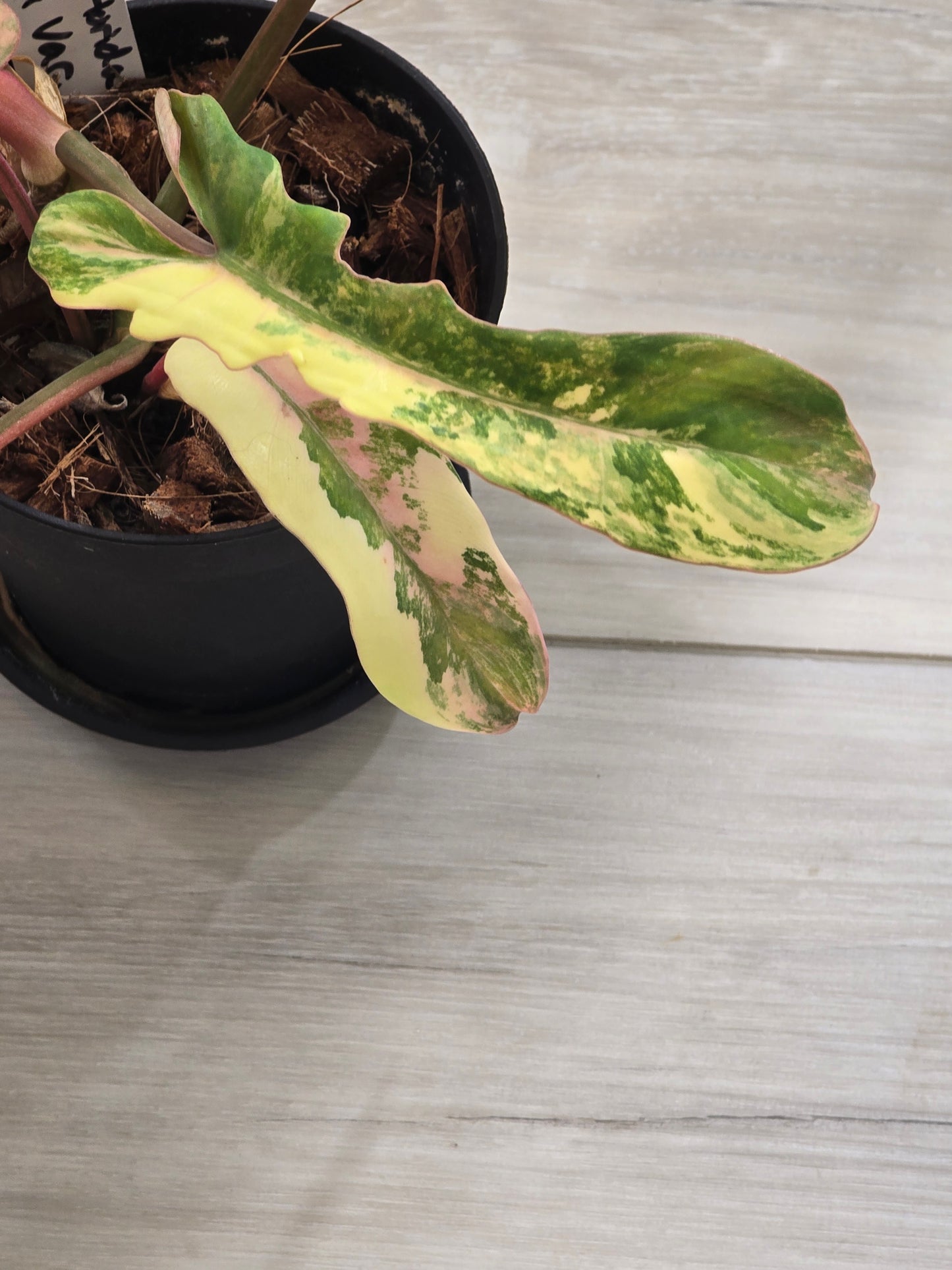Philodendron Florida Beauty X Mayoi Variegated #62