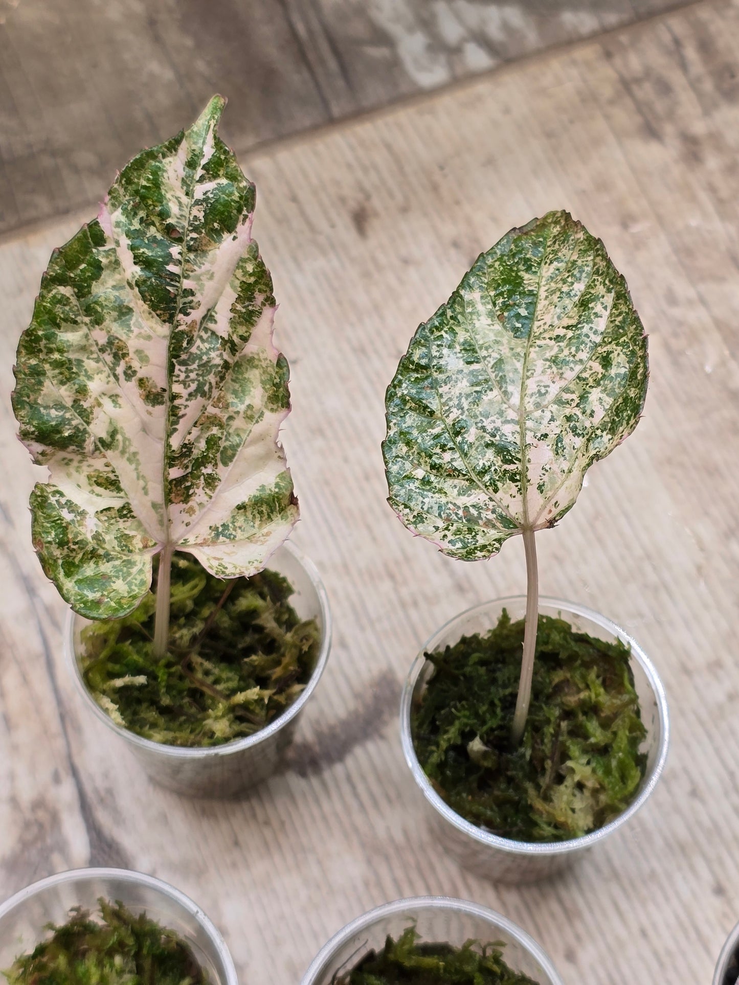 Cissus Discolor Variegated