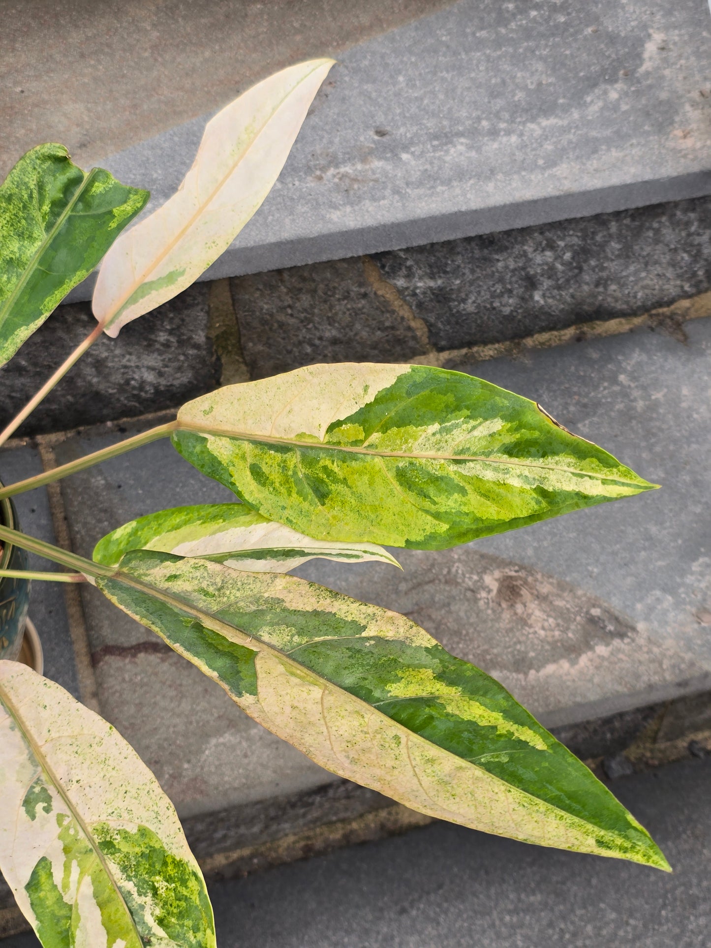 Anthurium Hookeri Variegated/Red Blood #201