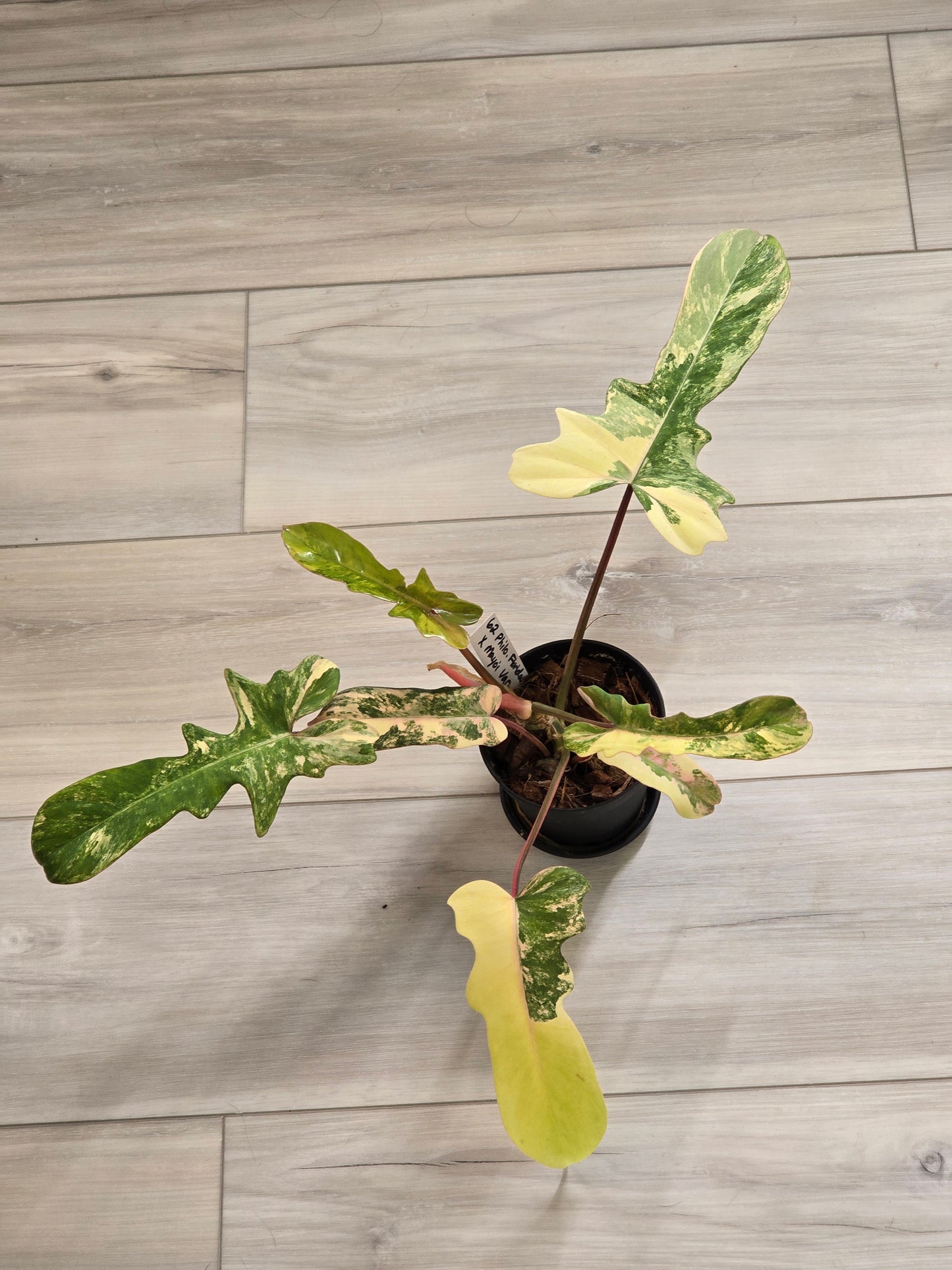 Philodendron Florida Beauty X Mayoi Variegated #62
