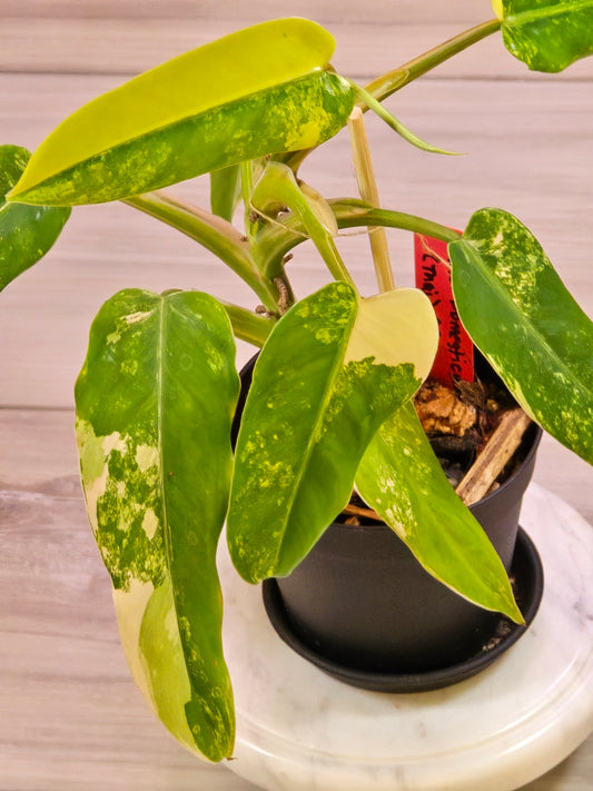 Philodendron Domesticum Variegated #22