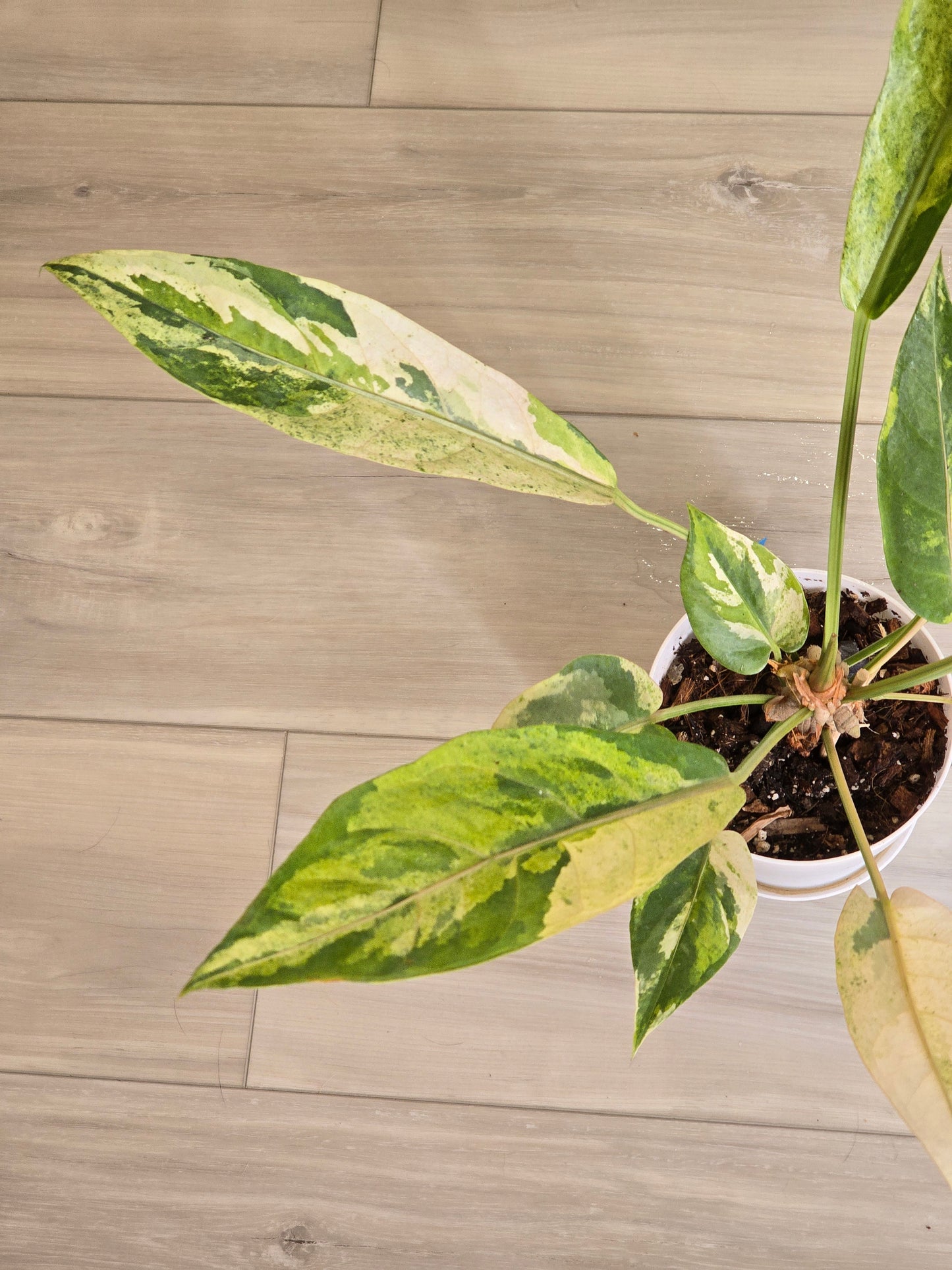 Anthurium Hookeri Variegated/Red Blood #201