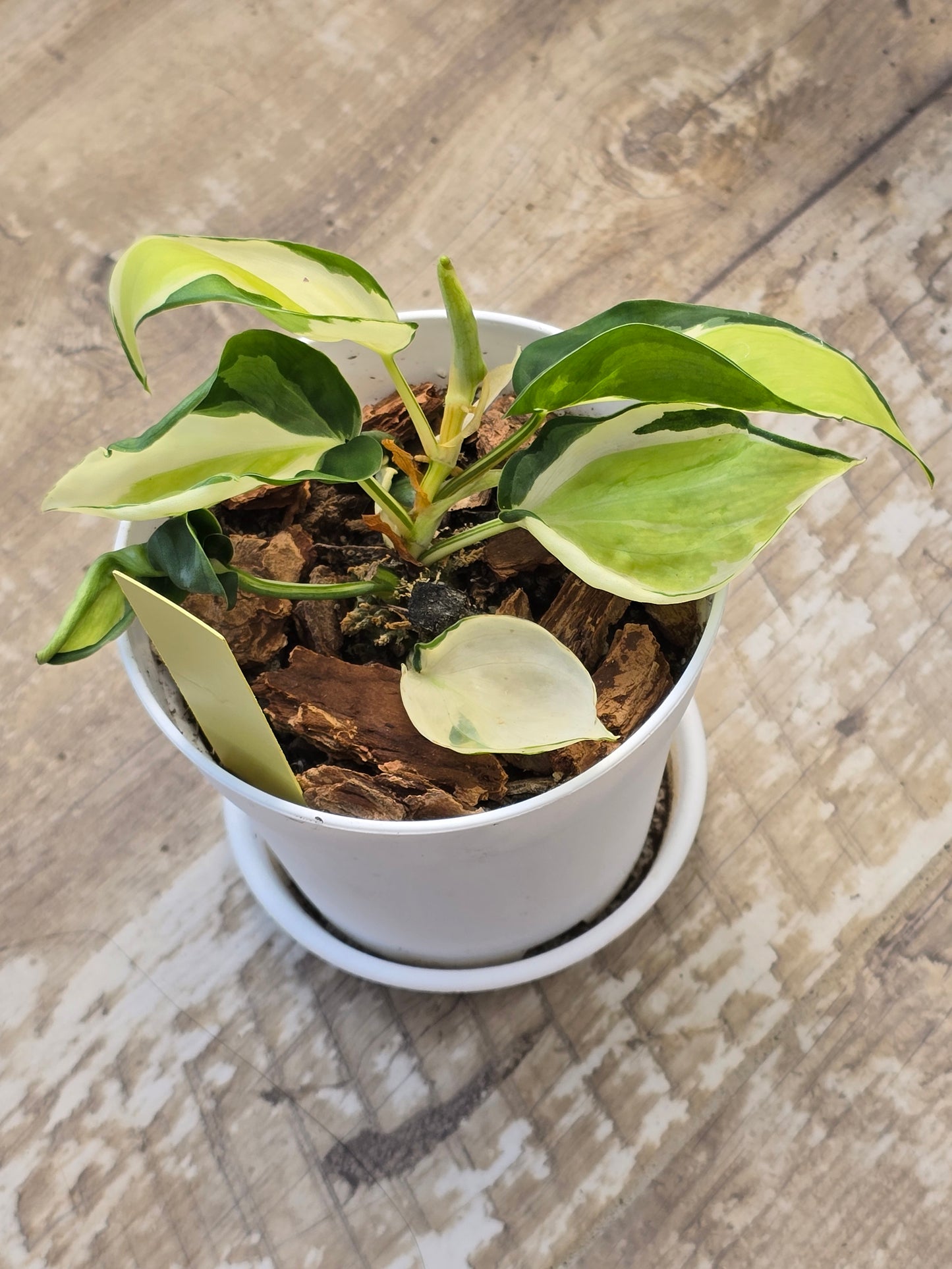 Philodendron Cream Splash #40