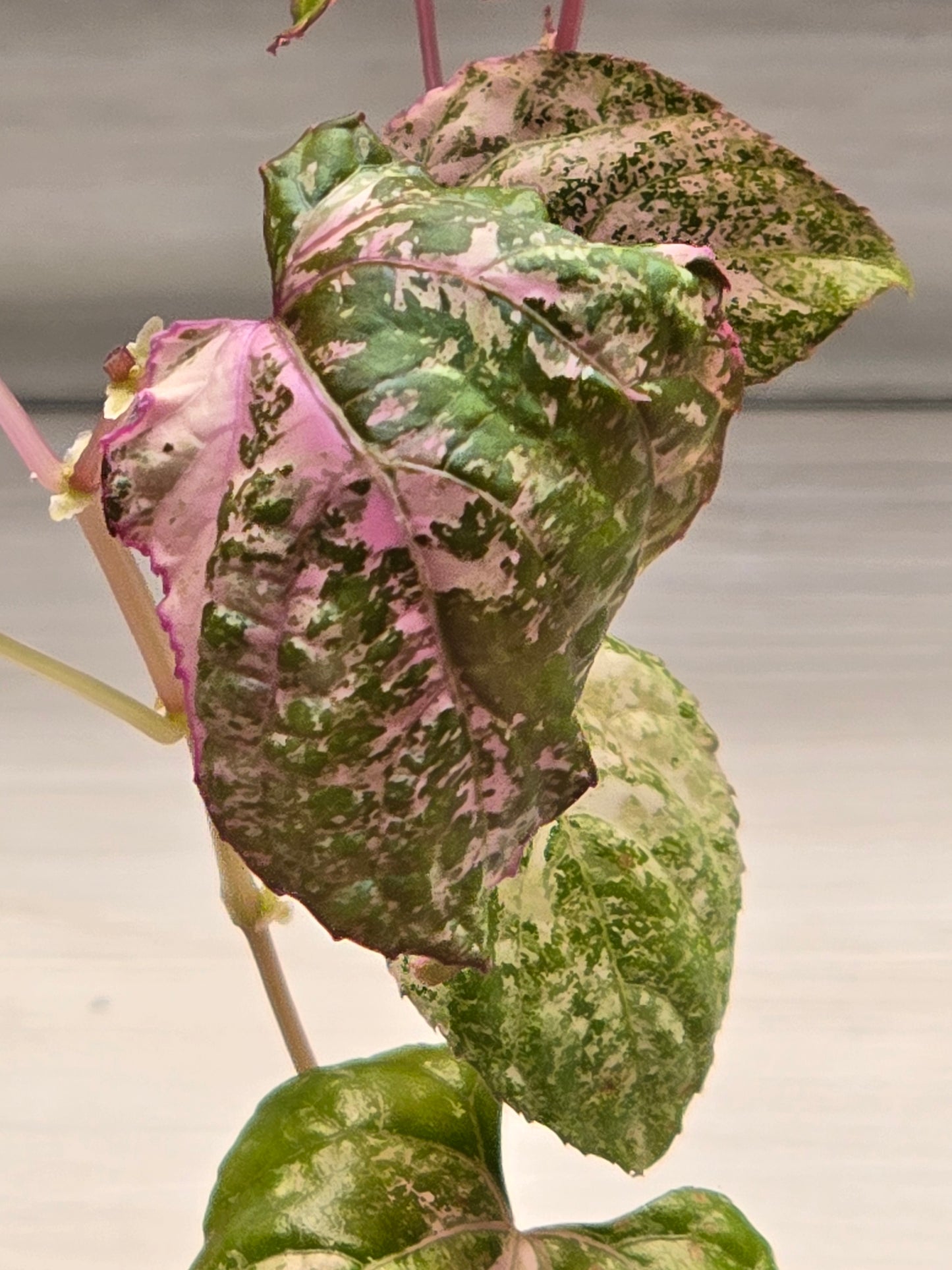 Cissus Discolor Variegated