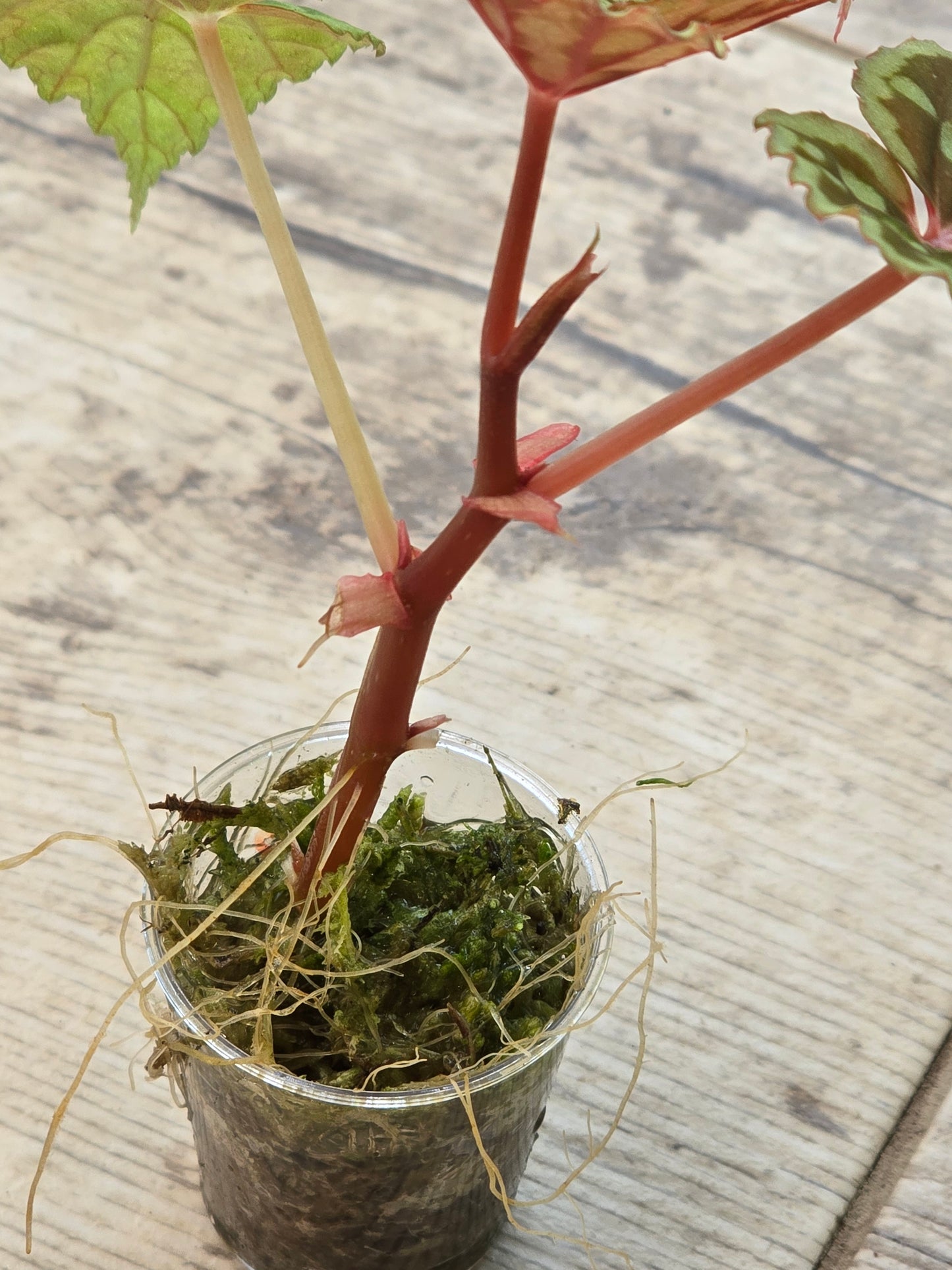 Begonia Chlorosticta Red Form