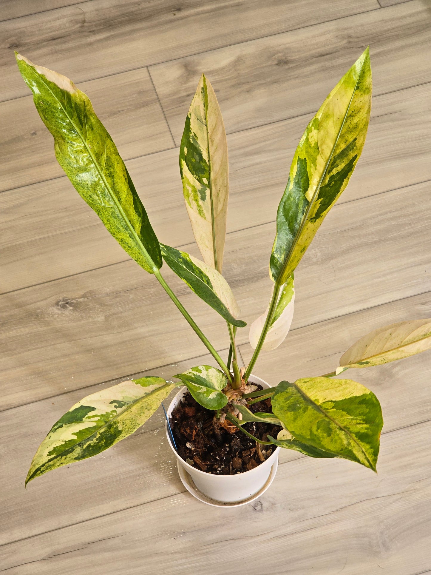 Anthurium Hookeri Variegated/Red Blood #201