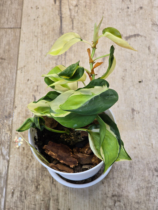 Philodendron Cream Splash #40