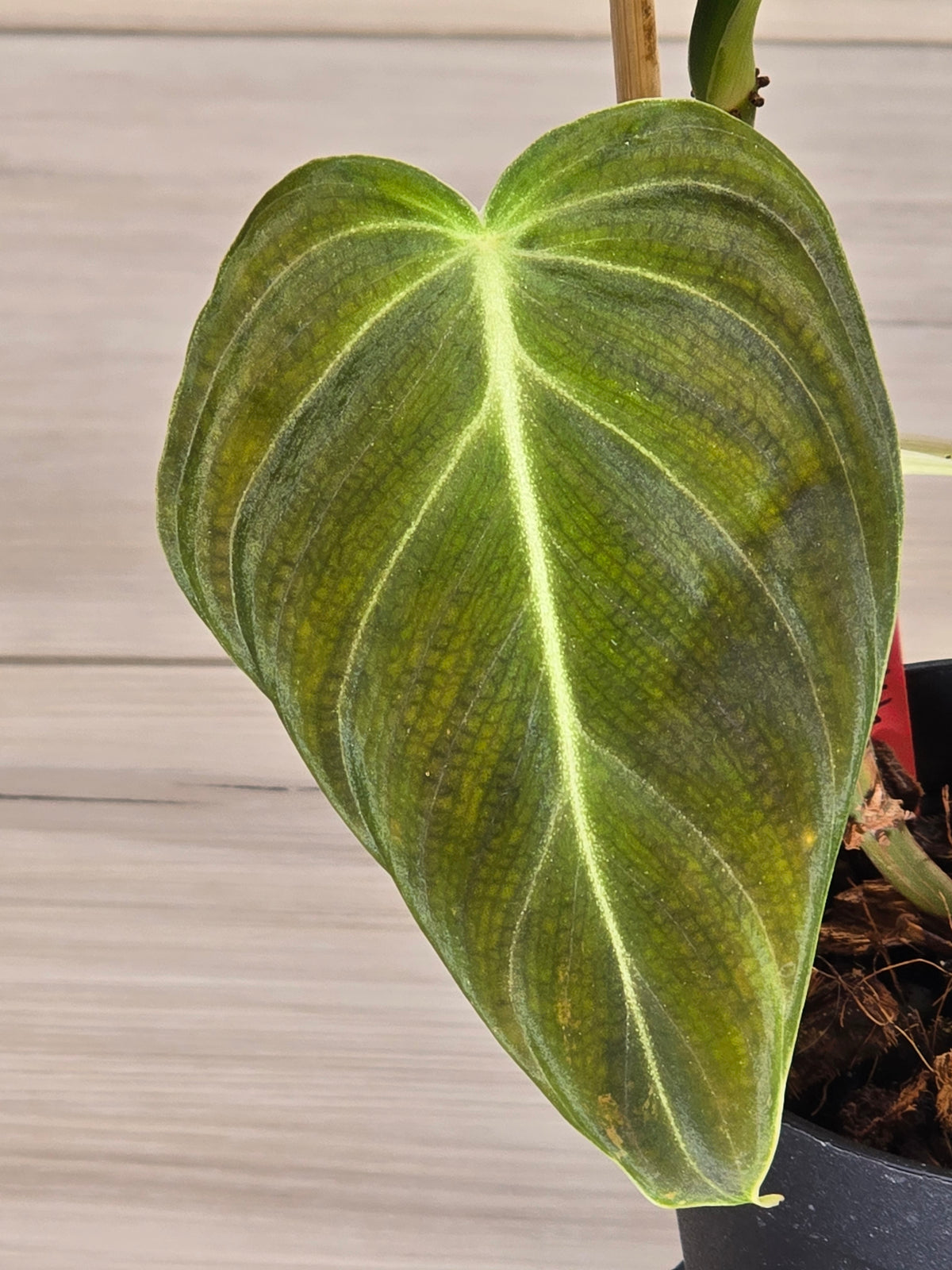 Philodendron Melanochrysum Variegated #478