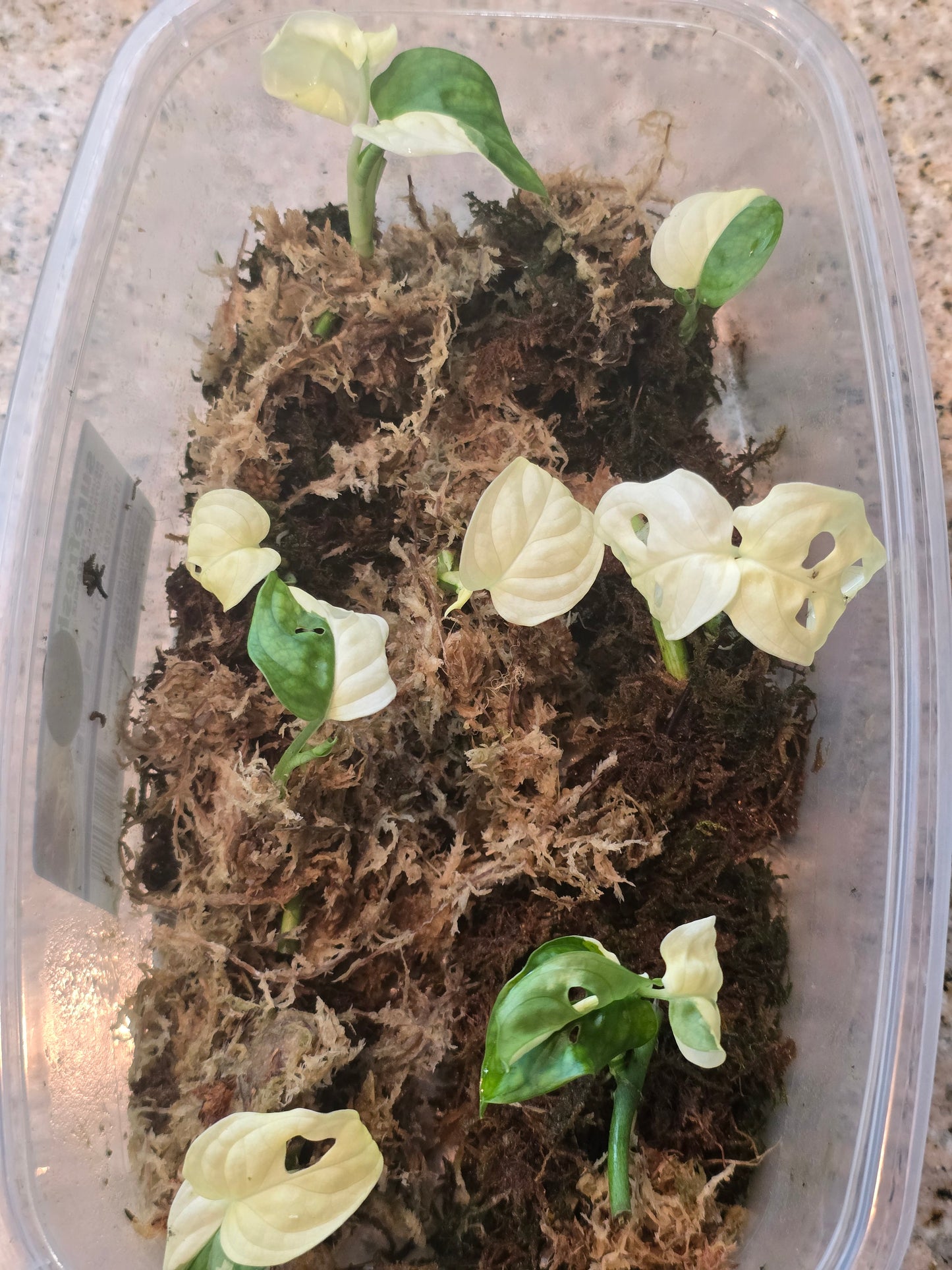 Monstera Adansonii Variegated Rooted Cuttings