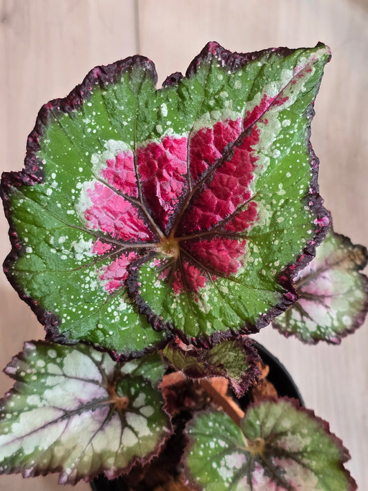 Begonia Rex Watermelon Swirl #583