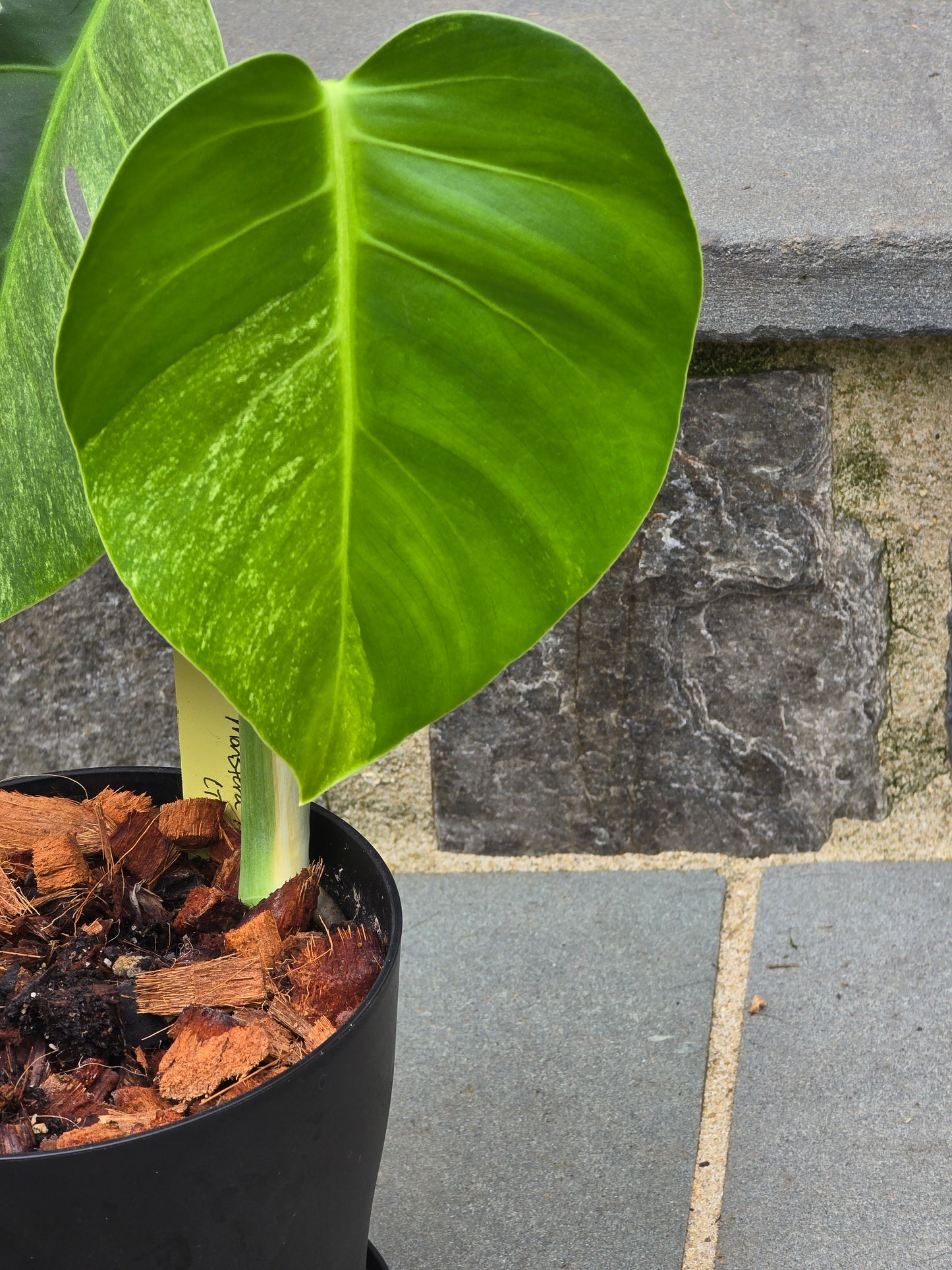 Monstera Mint NOID #530