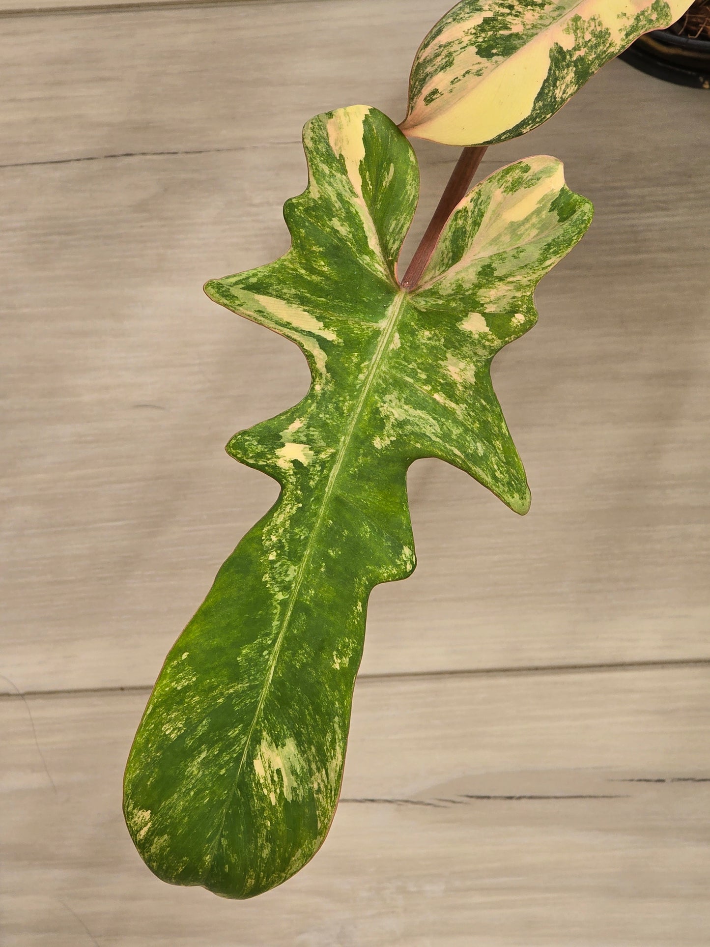 Philodendron Florida Beauty X Mayoi Variegated #62
