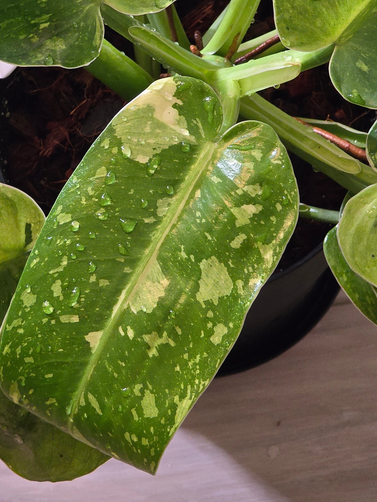 Philodendron Jose Buono Variegated #164