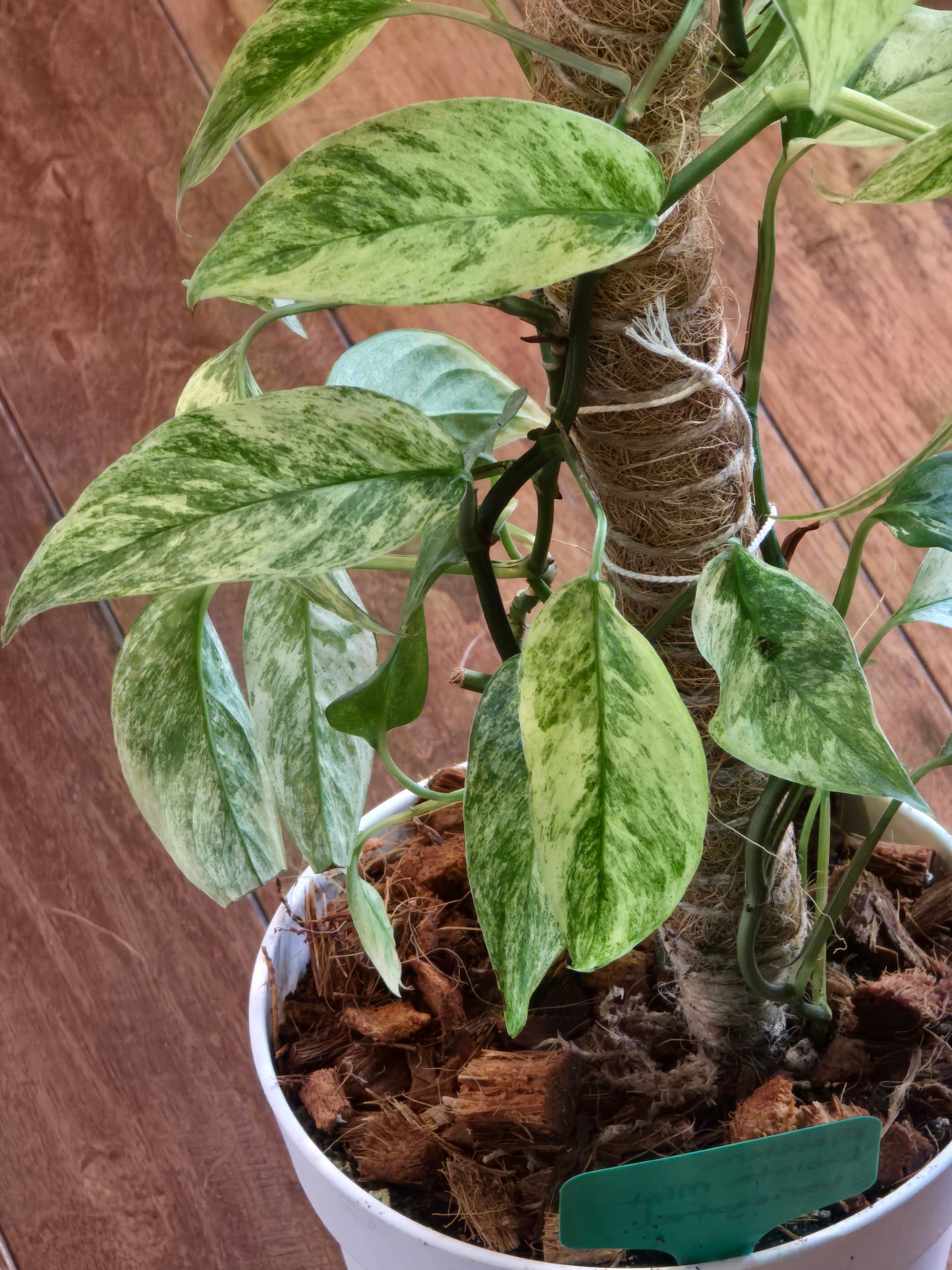 Monstera Laniata Mint (Growers Choice)
