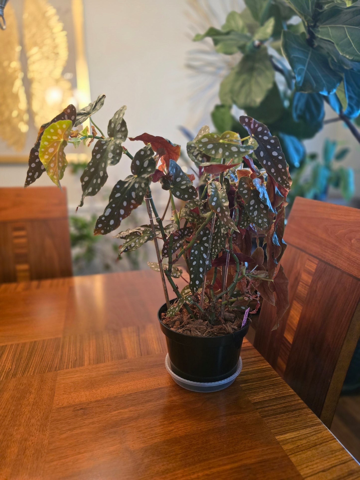Begonia Maculata (Polka Dot Plant)