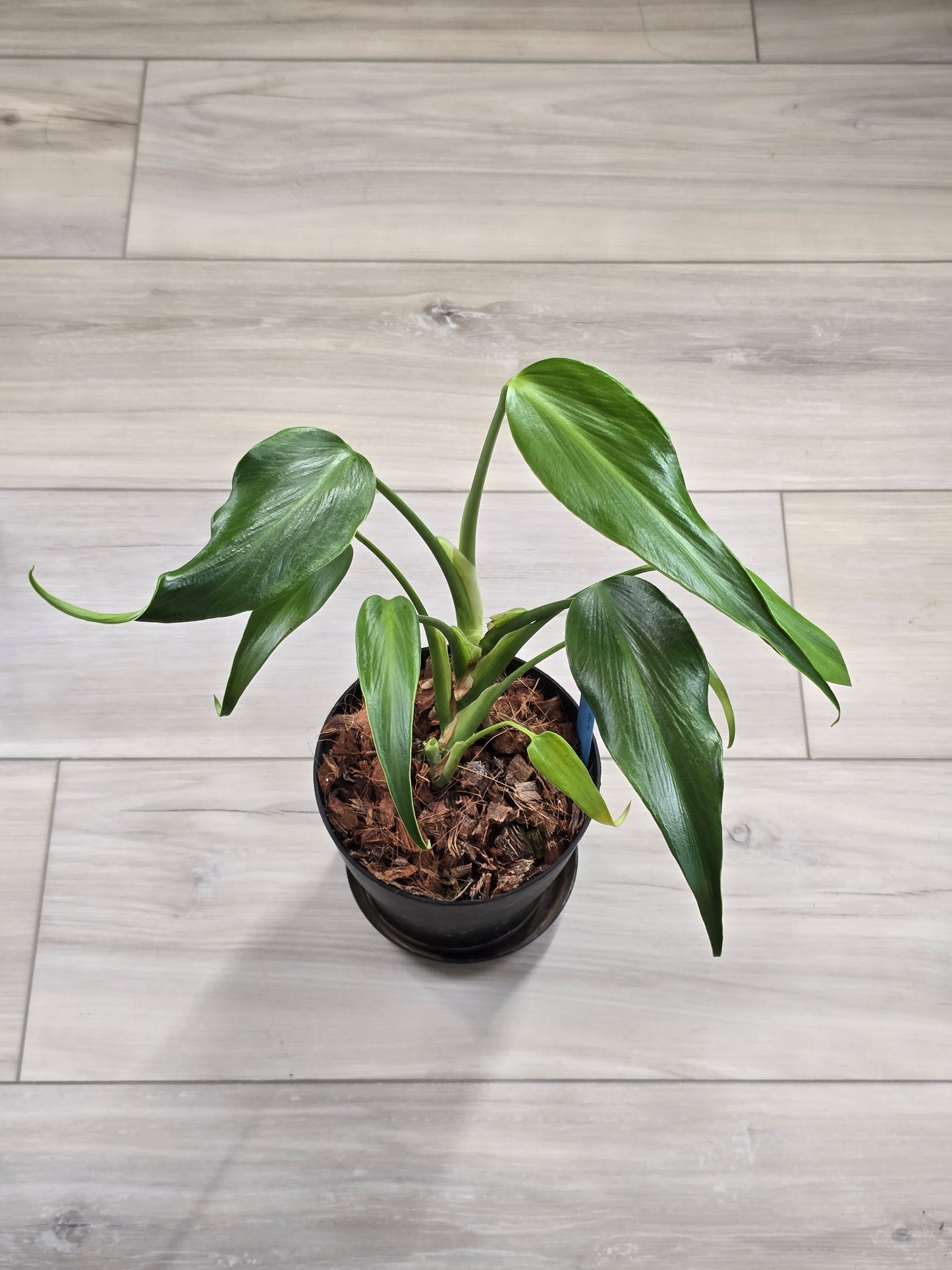 Monstera Burle Marx Flame #404