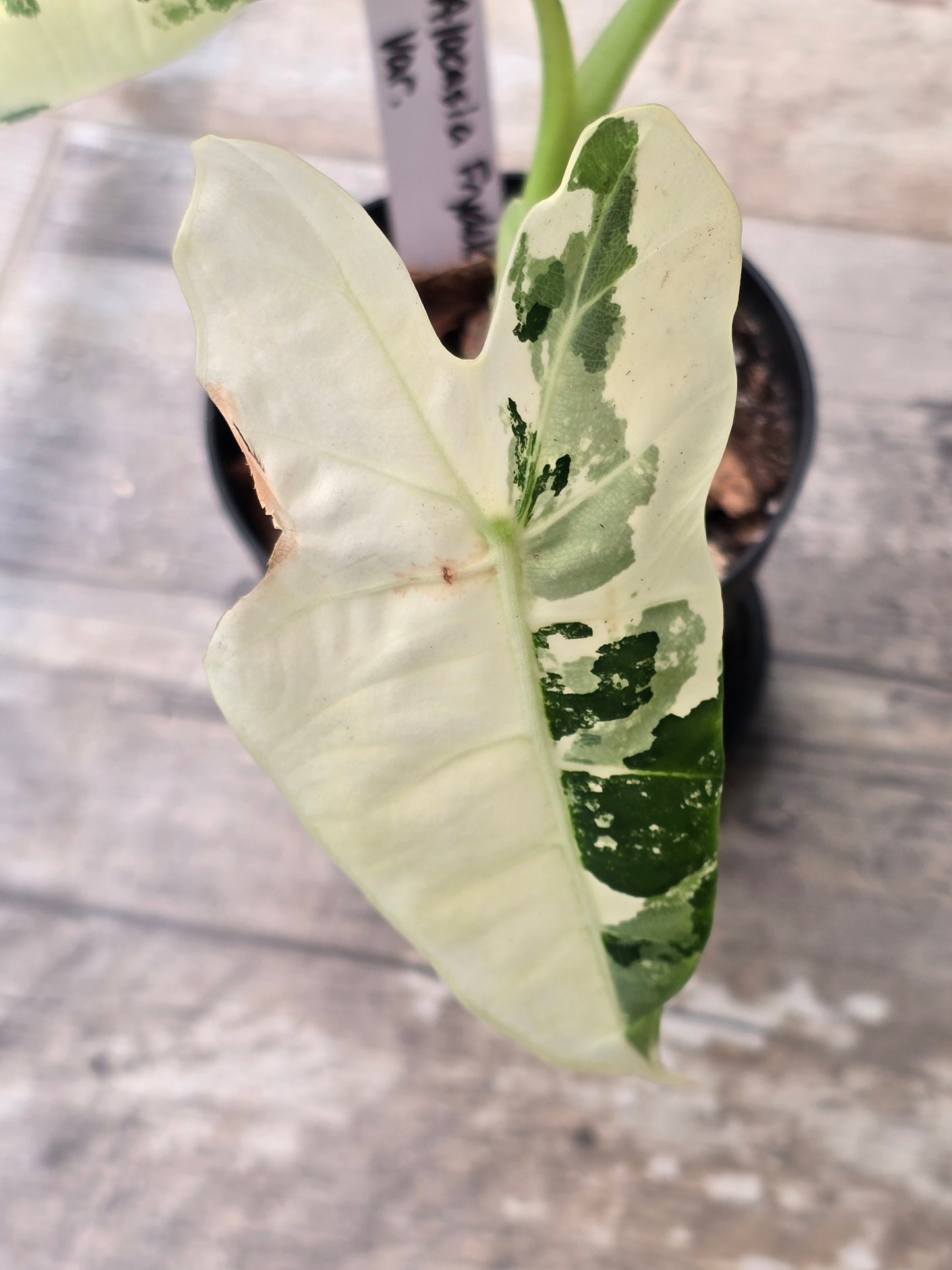 Alocasia Frydek Variegated #7