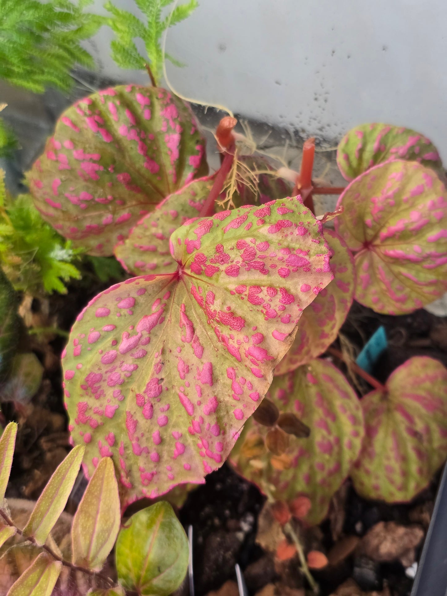 Begonia Roseopunctata