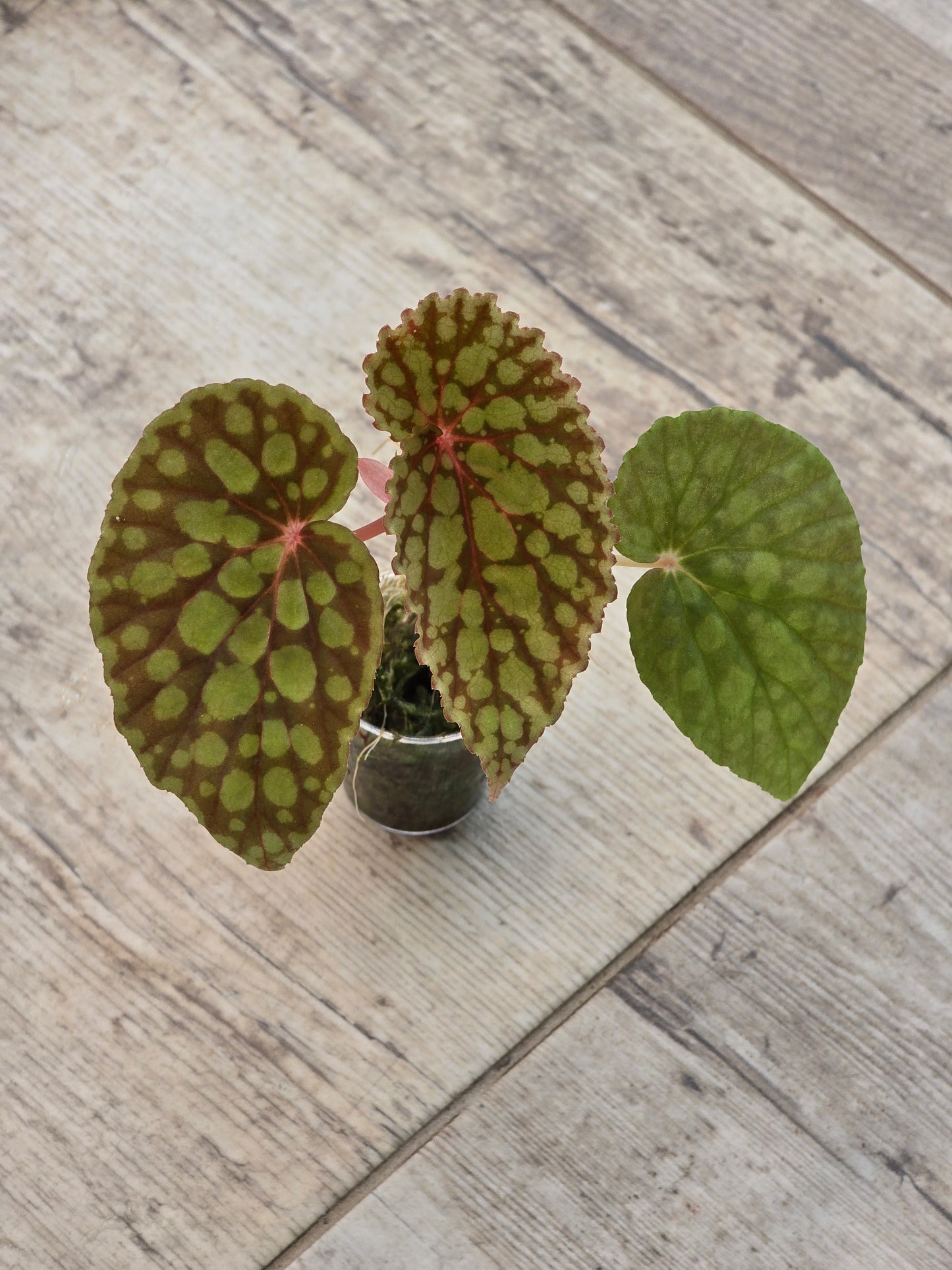 Begonia Chlorosticta Red Form