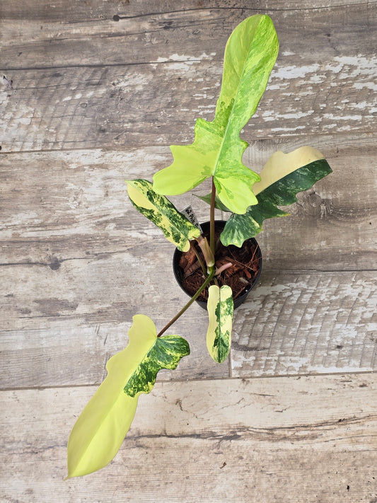 Philodendron Florida Beauty X Mayoi Variegated #62