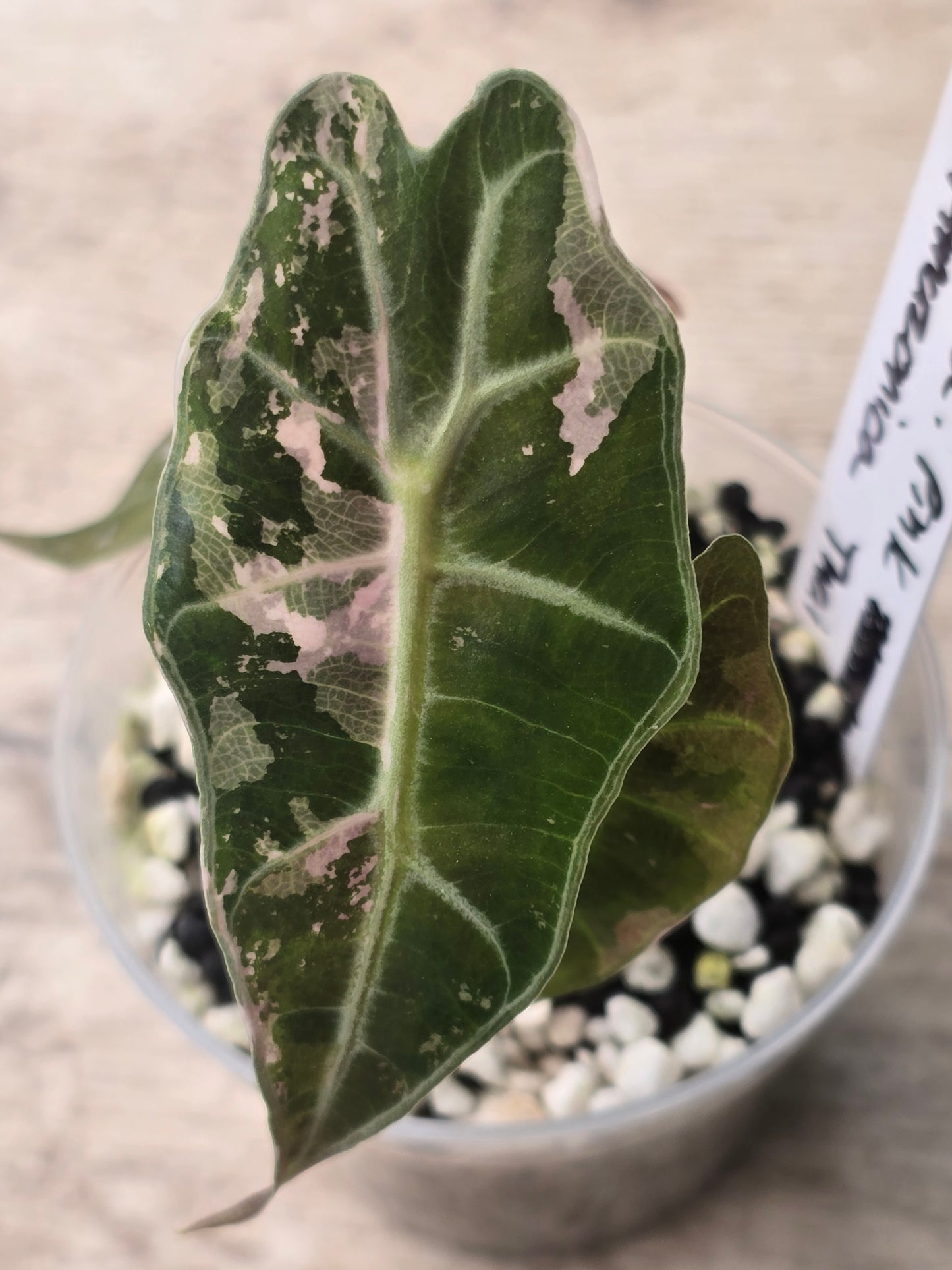 Alocasia Pink Amazonica Thai Version #13