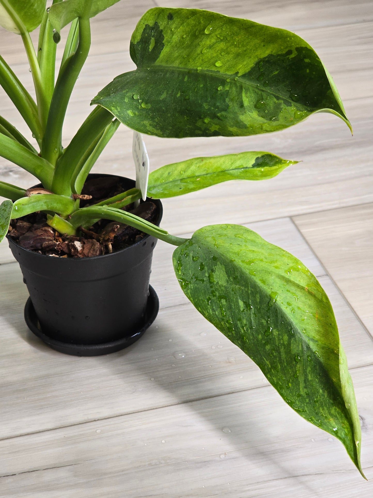 Philodendron Jose Buono Variegated #164